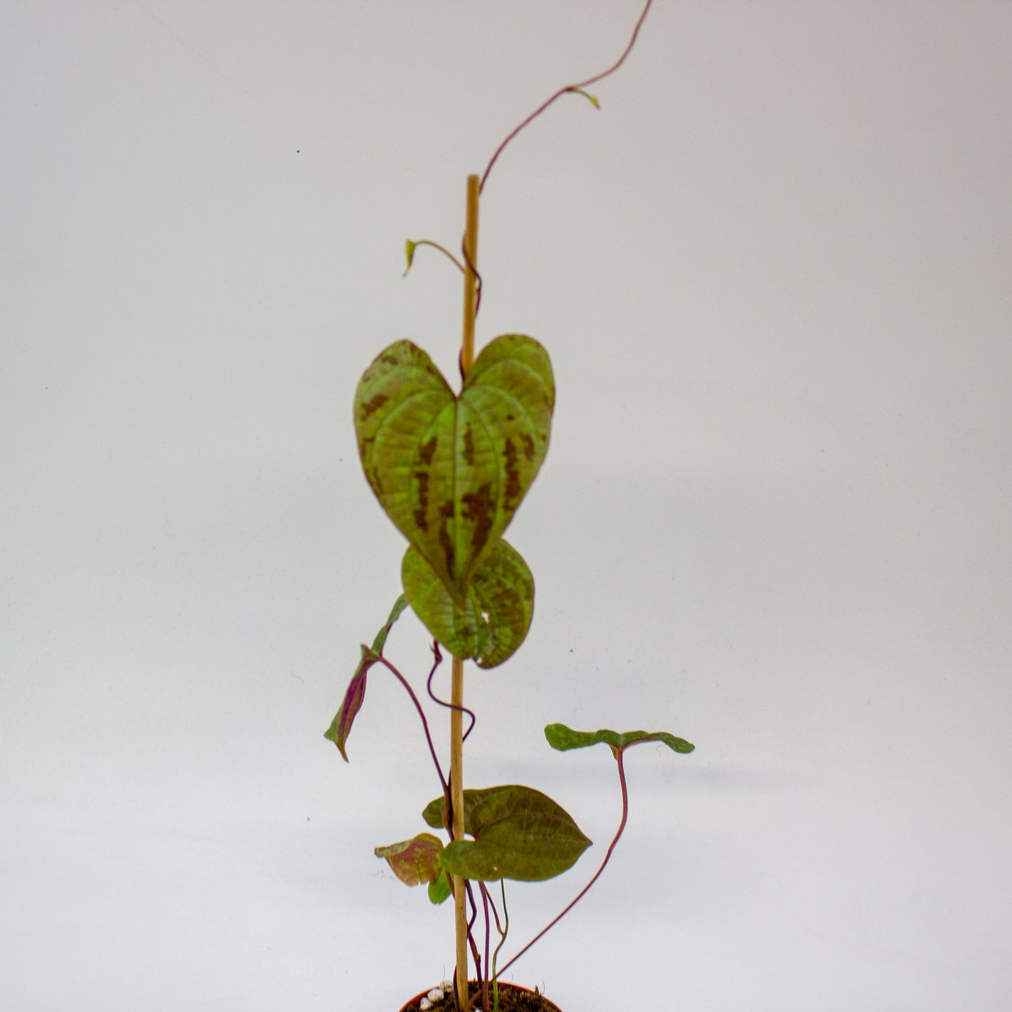 Dioscorea discolor 7