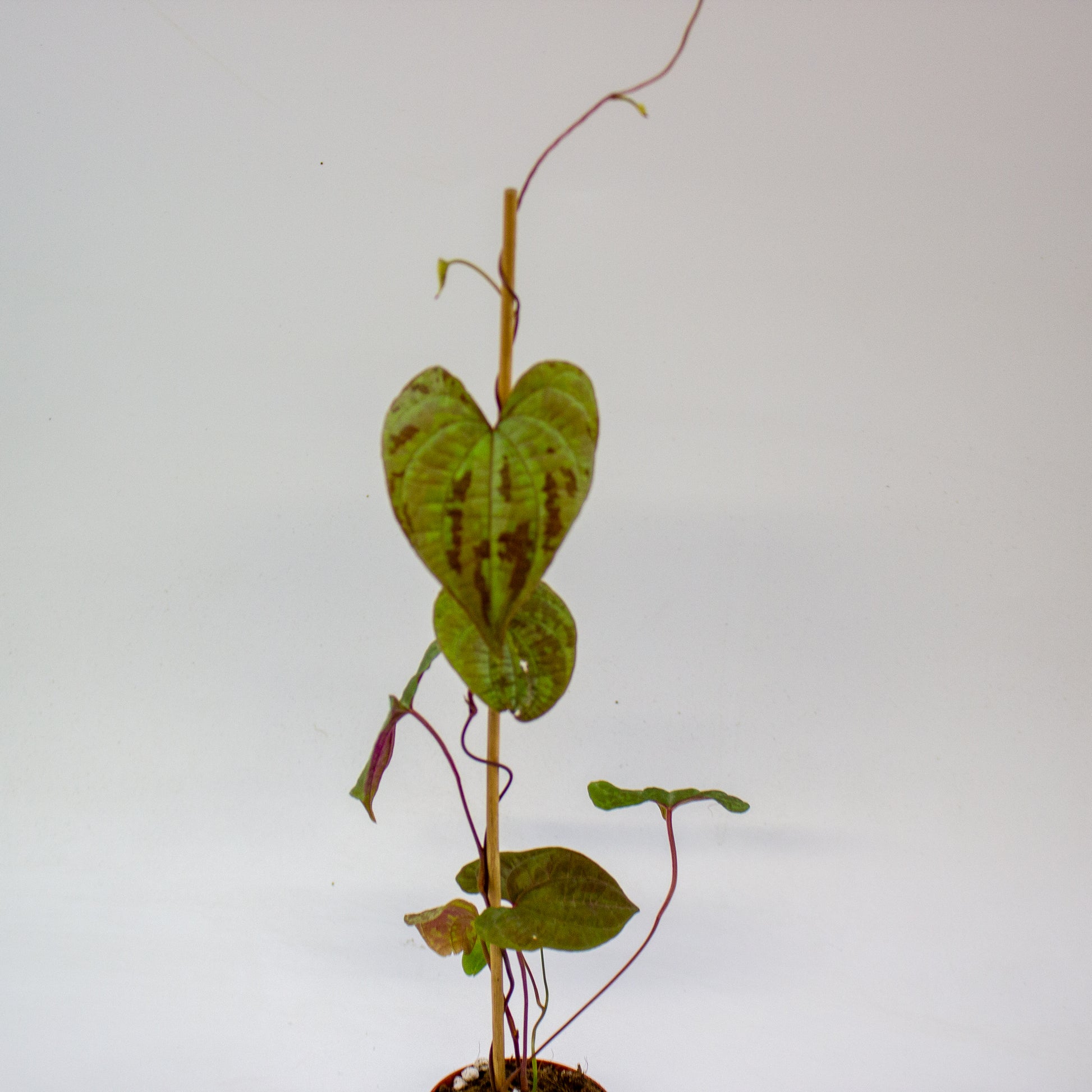Dioscorea discolor 7