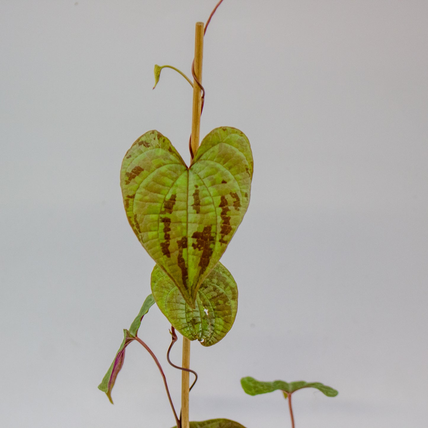 Dioscorea discolor 3