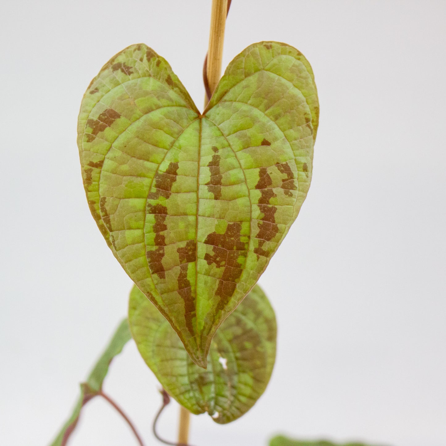 Dioscorea discolor 1