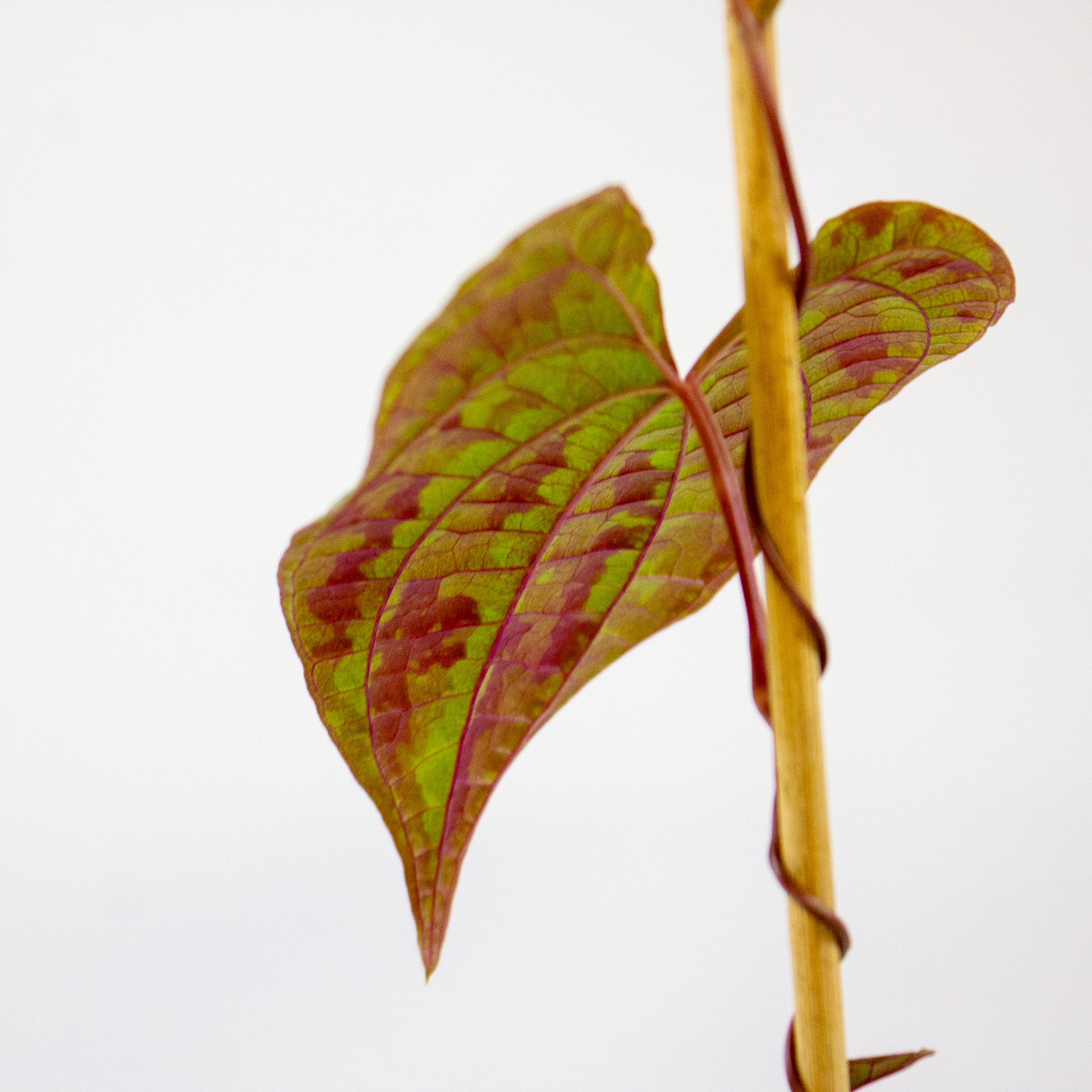 Dioscorea discolor 2