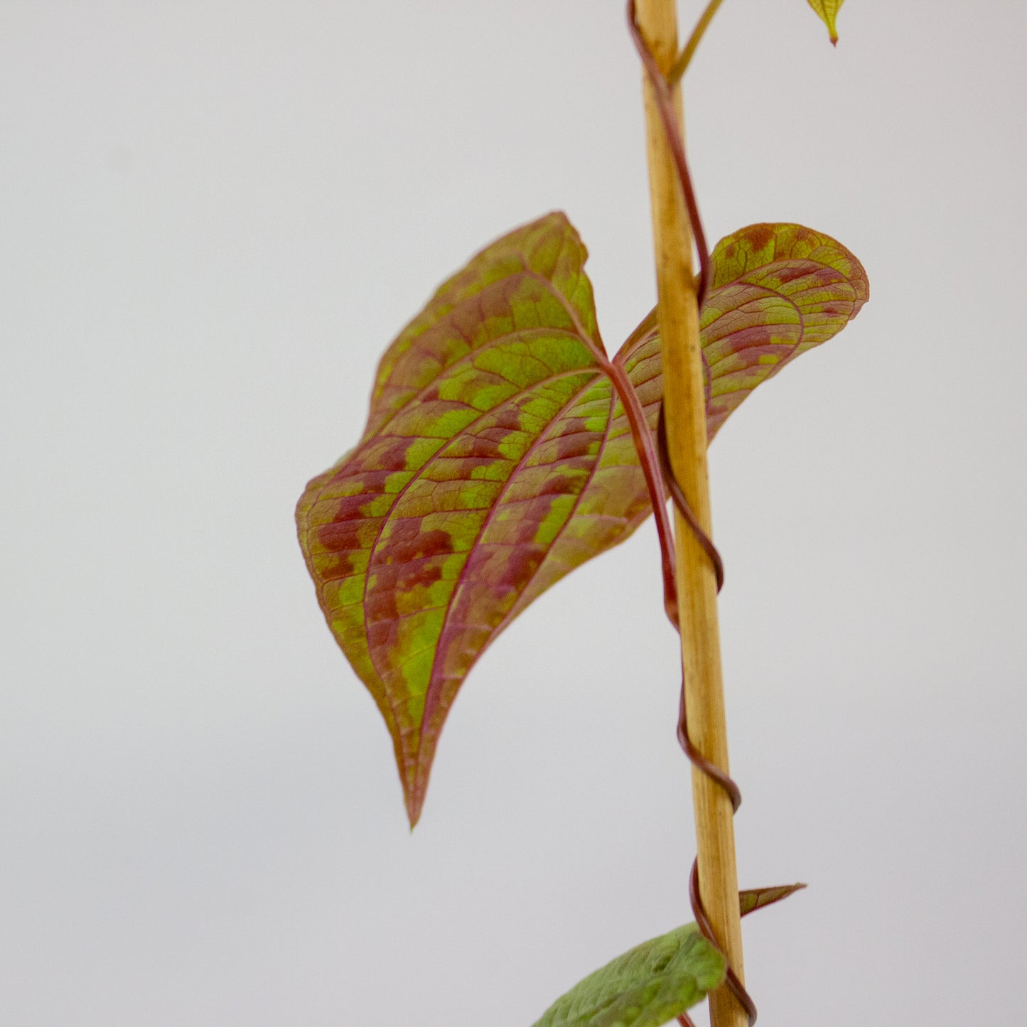 Dioscorea discolor 5