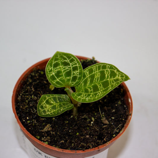 Macodes petola Jewel Orchid 1