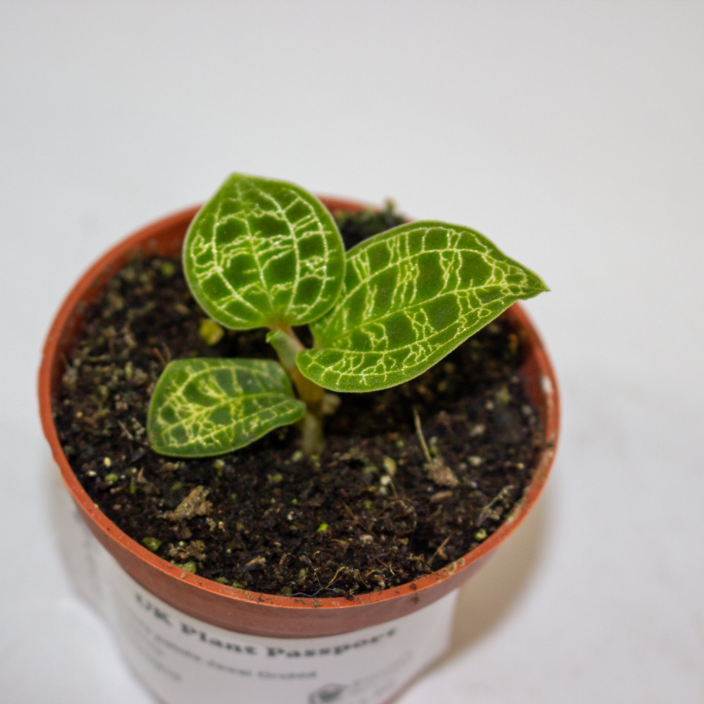 Macodes petola Jewel Orchid 2