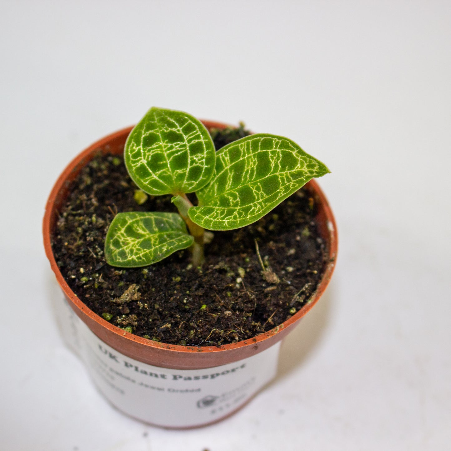 Macodes petola Jewel Orchid 3