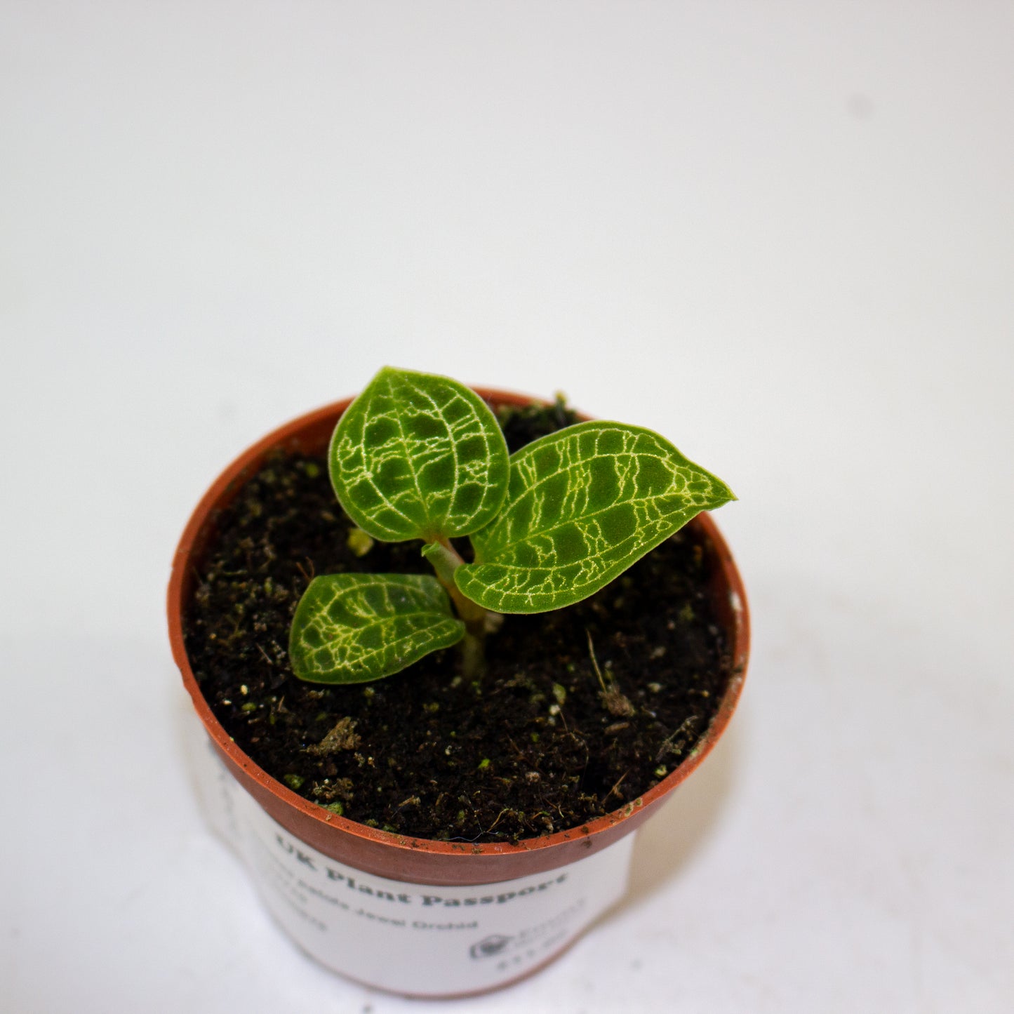 Macodes petola Jewel Orchid 4