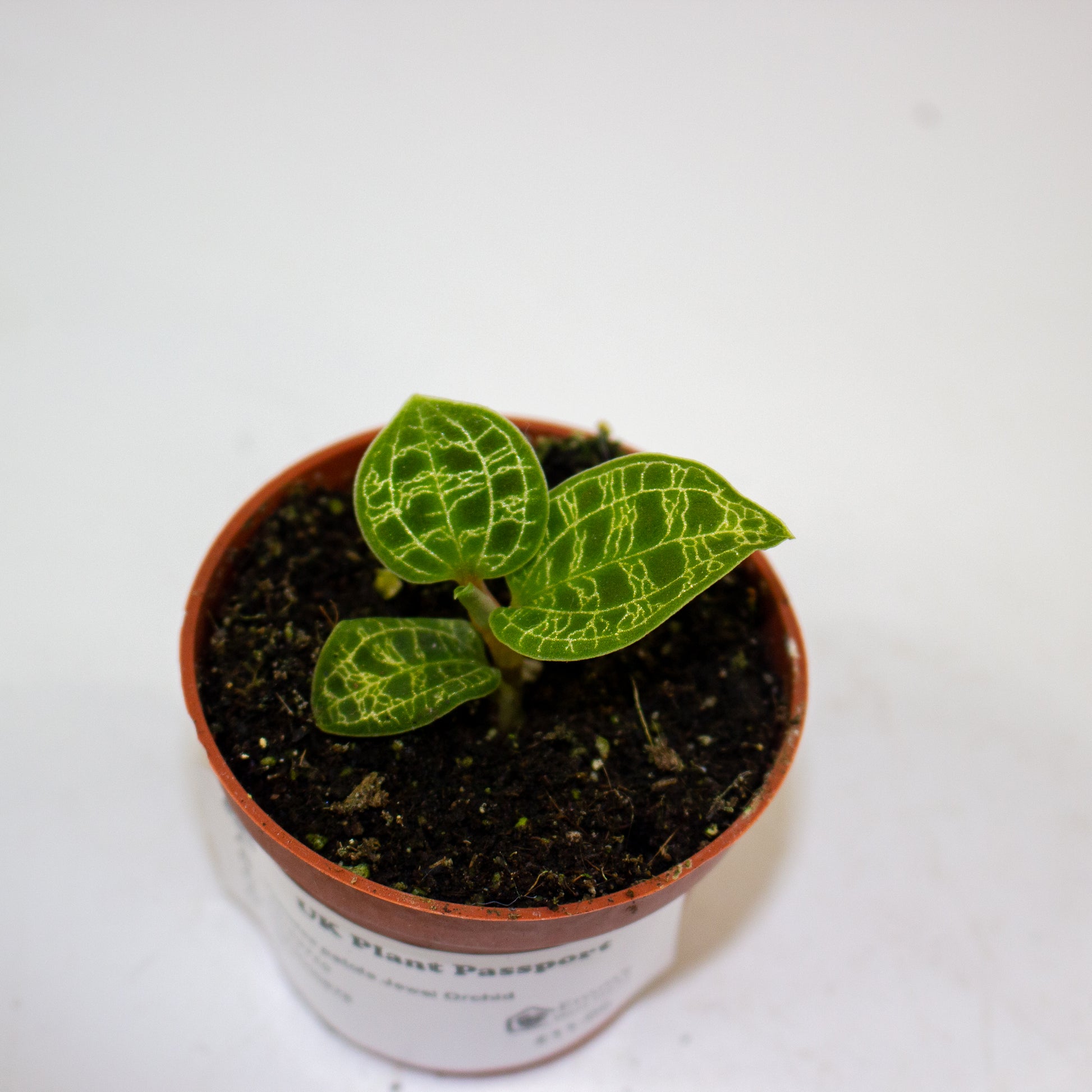 Macodes petola Jewel Orchid 4