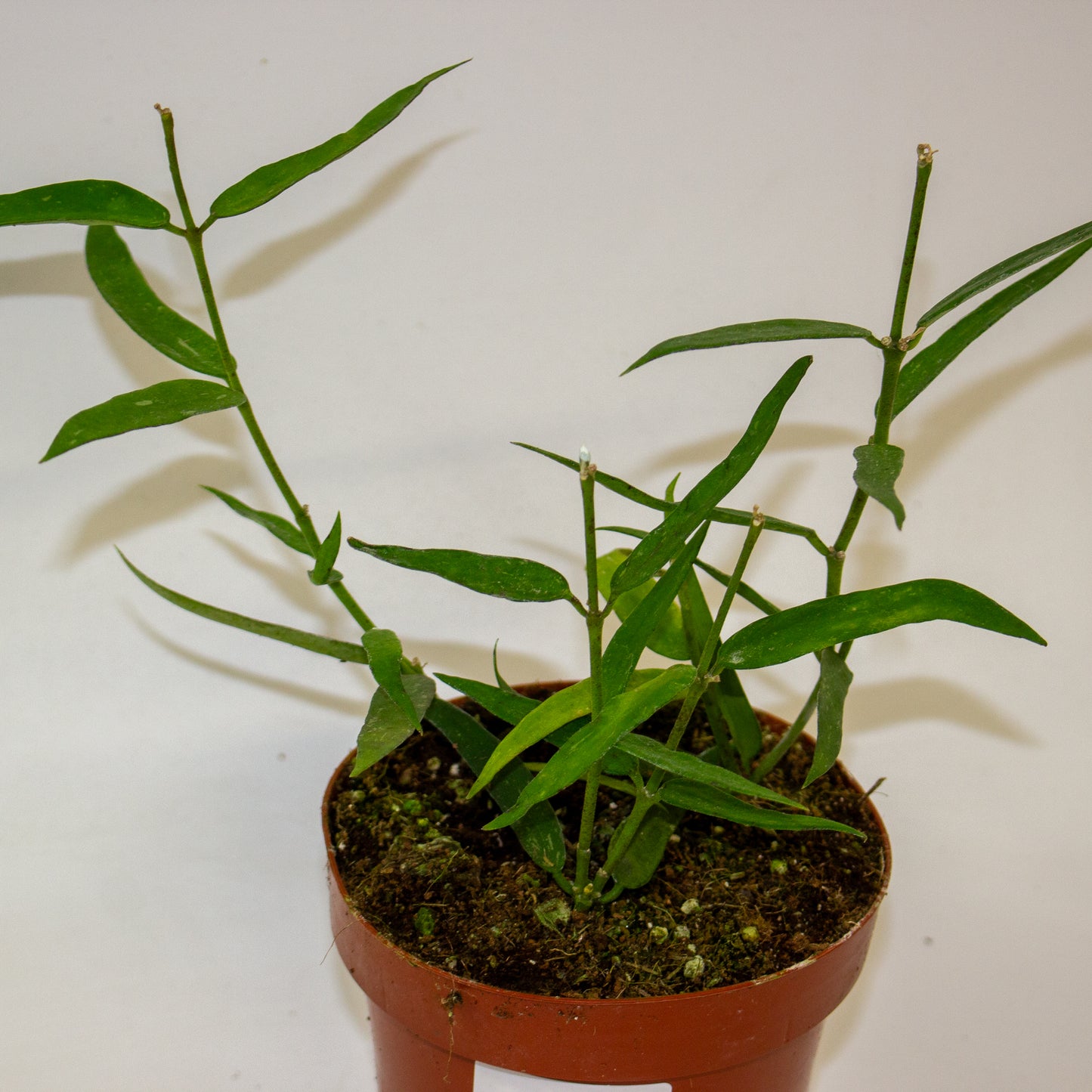 Hoya Burmanica 5