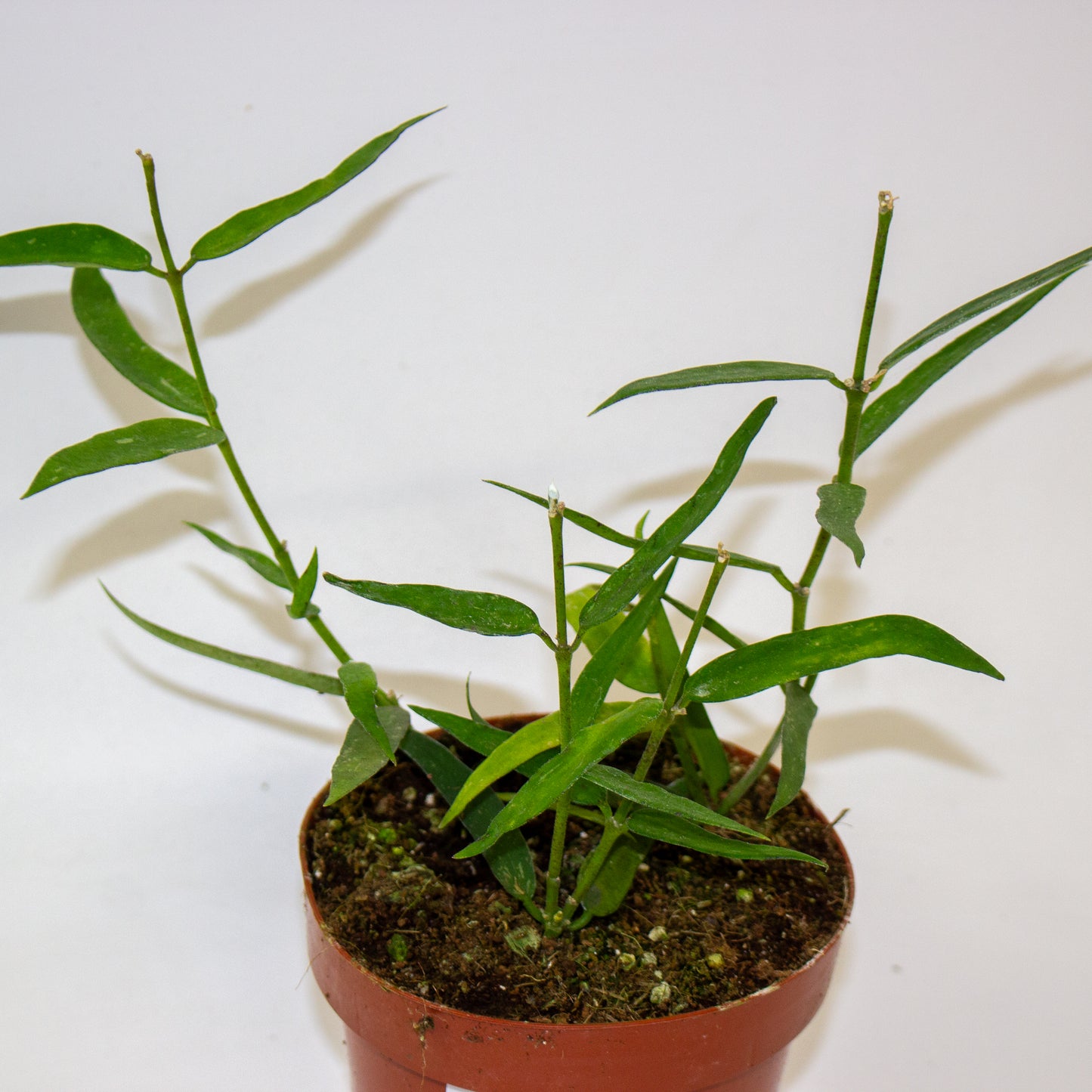 Hoya Burmanica 6