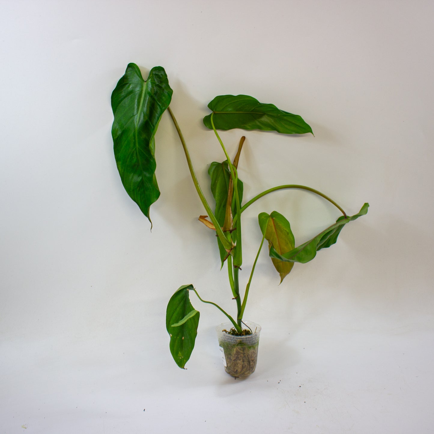 Philodendron dolichogynium 2