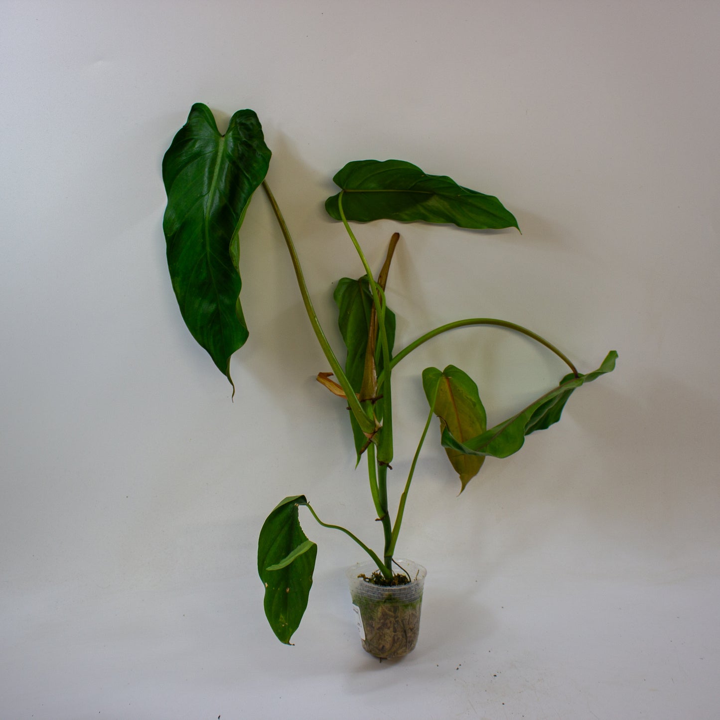 Philodendron dolichogynium 3