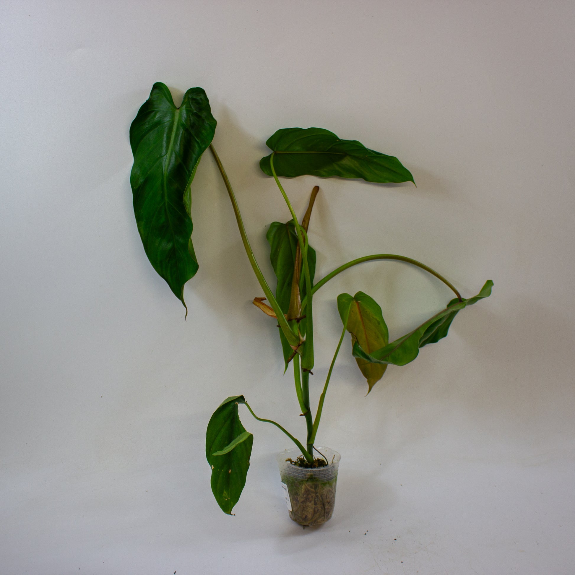 Philodendron dolichogynium 3