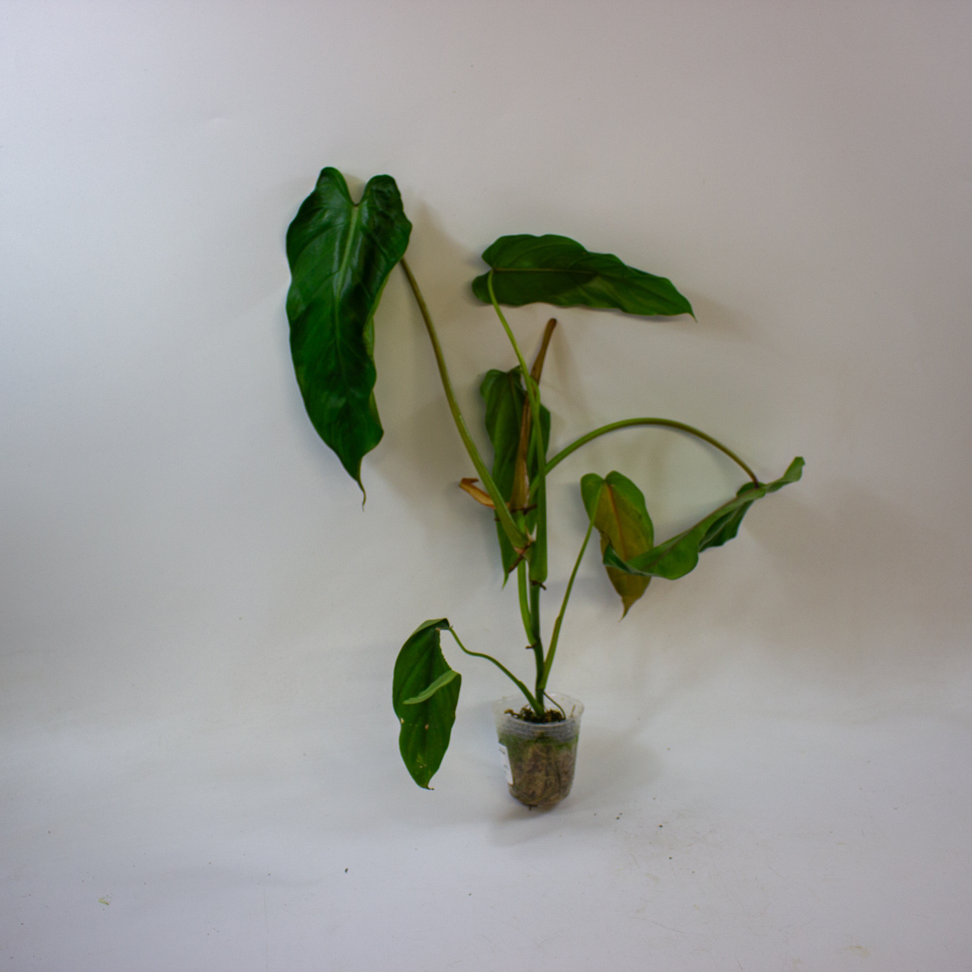 Philodendron dolichogynium 4