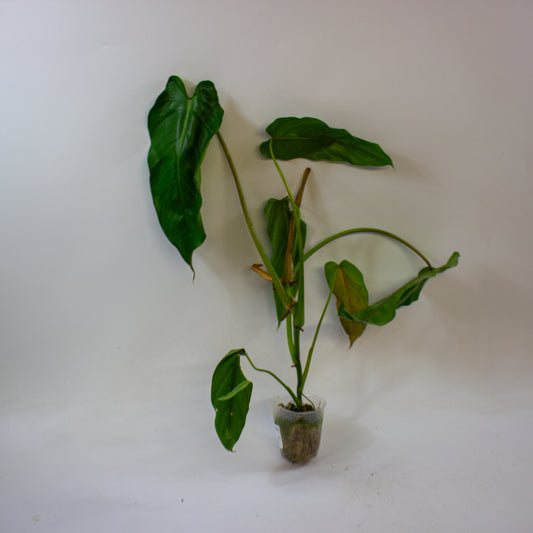 Philodendron dolichogynium 1