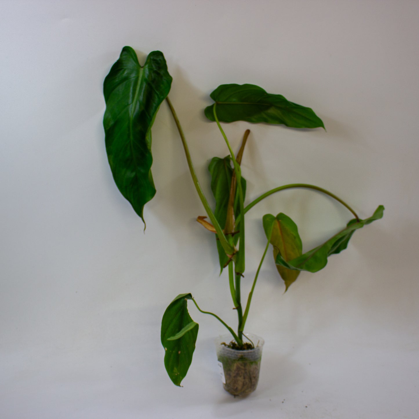 Philodendron dolichogynium 5