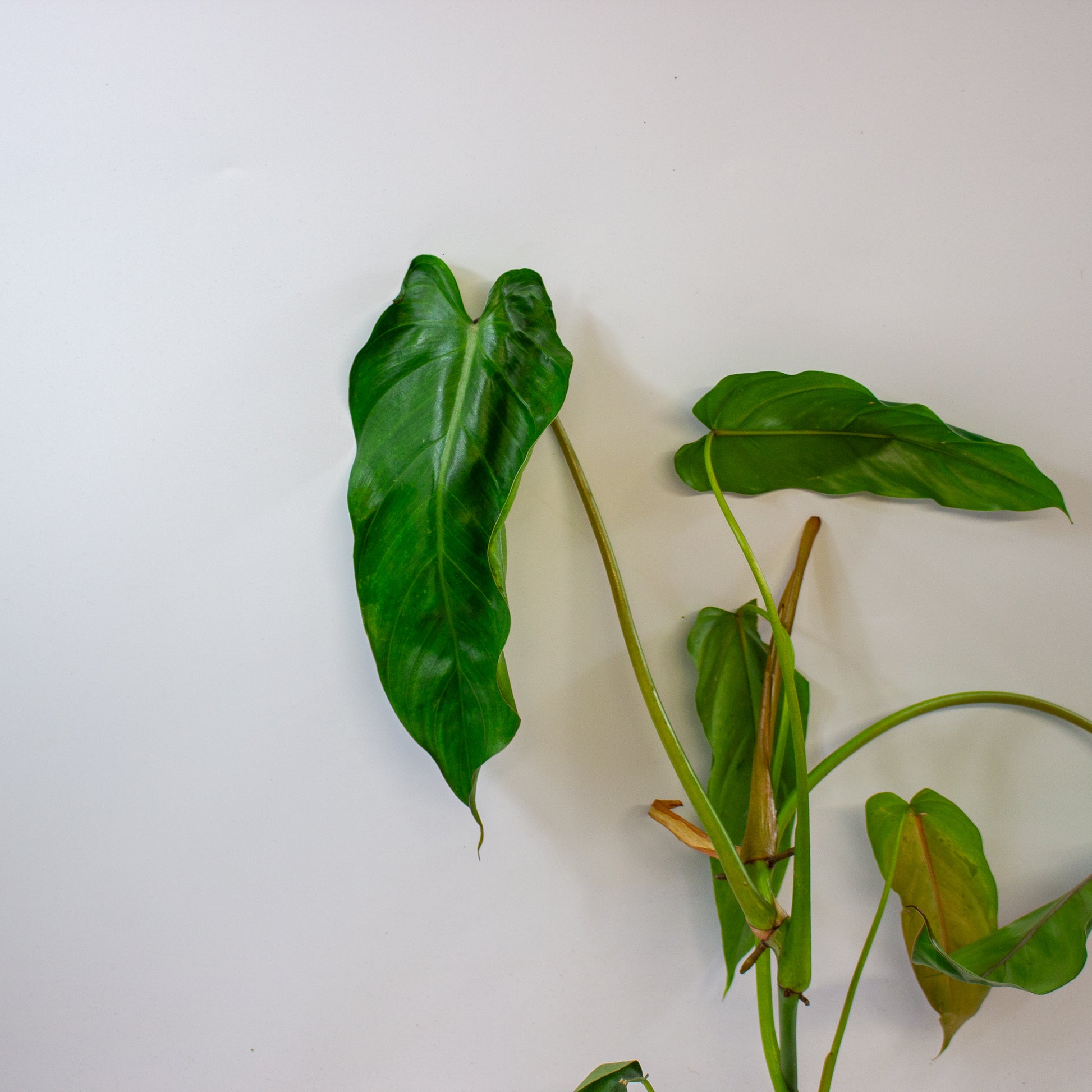 Philodendron dolichogynium 6