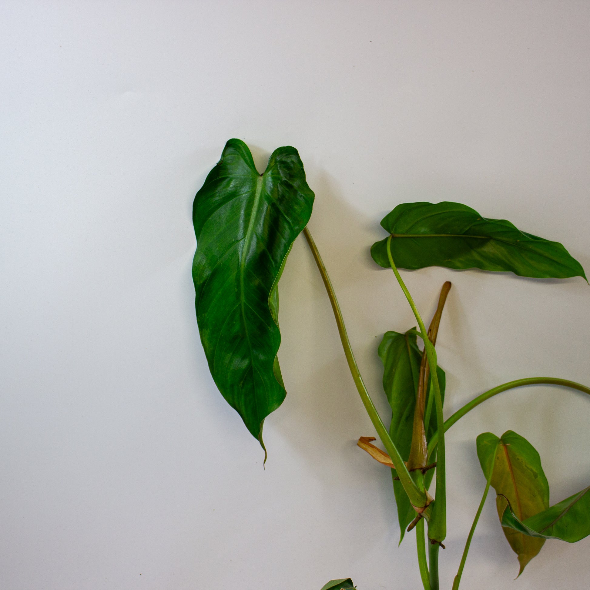 Philodendron dolichogynium 7