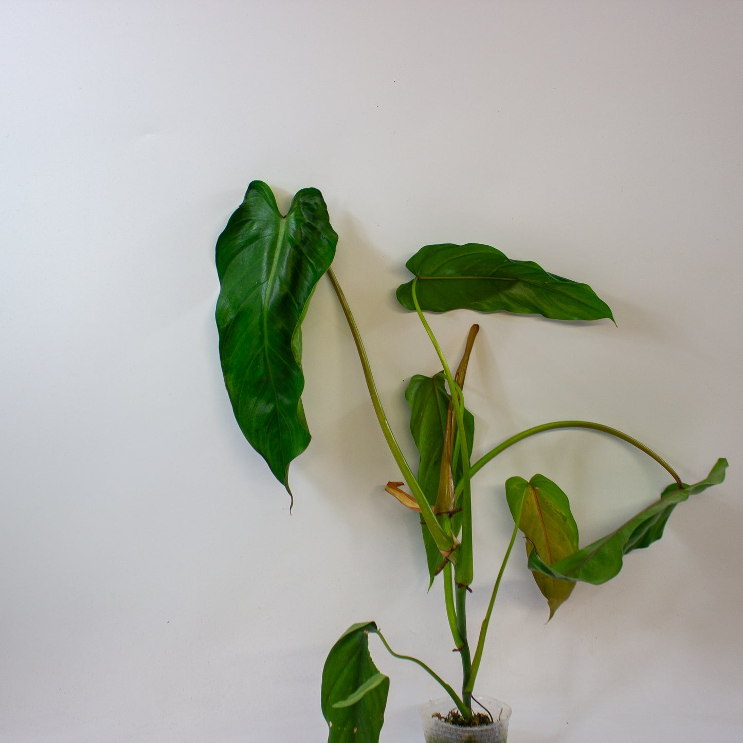 Philodendron dolichogynium 8