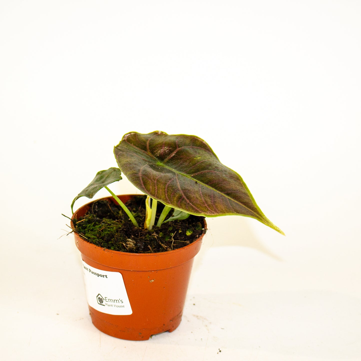 Alocasia Azlanii 8cm H12cm