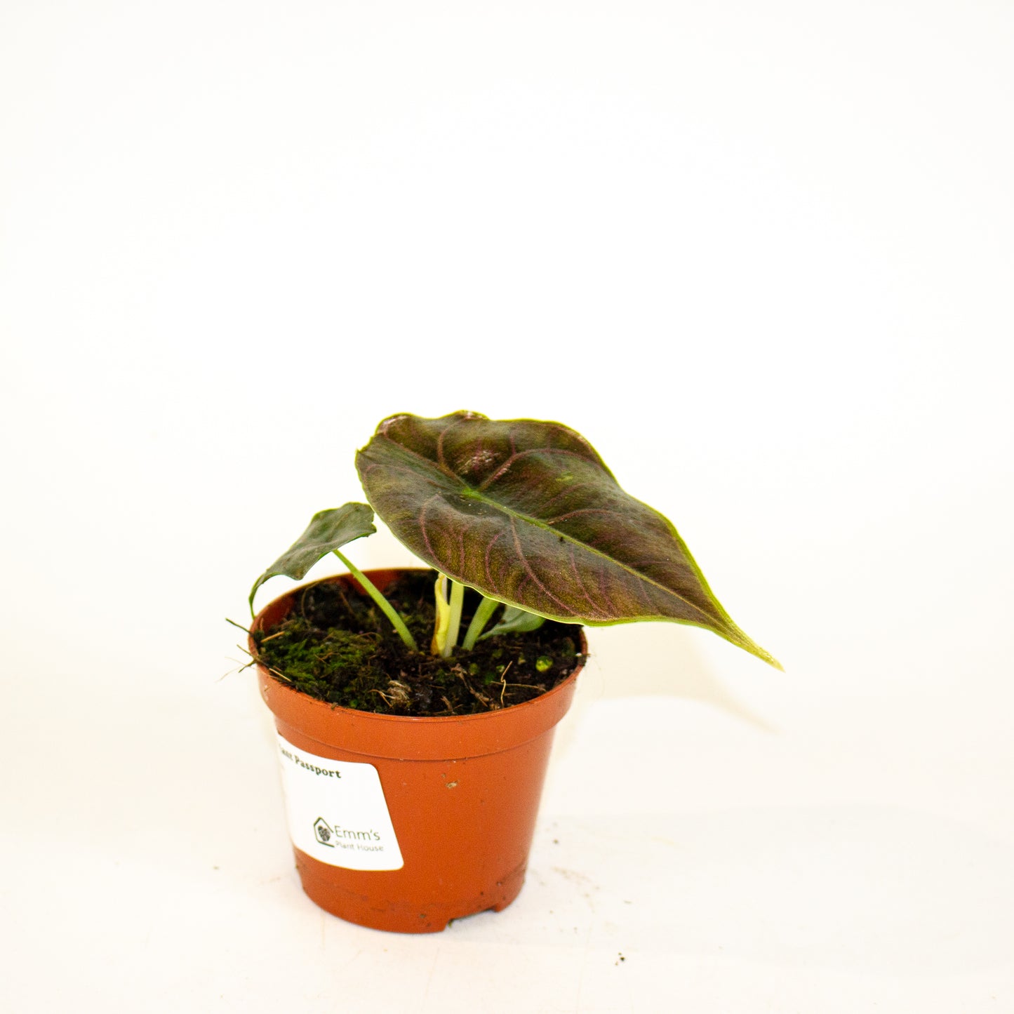 Alocasia Azlanii 8cm H12cm