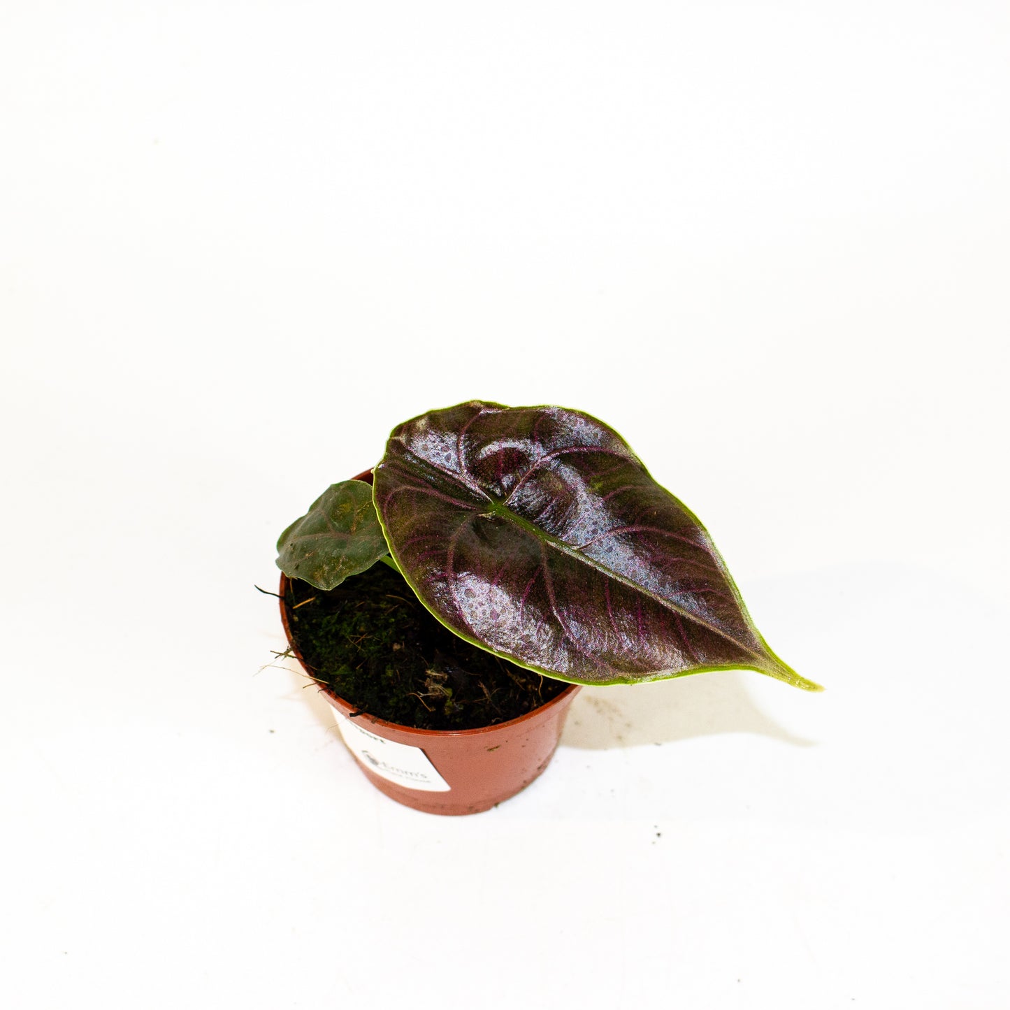 Alocasia Azlanii 8cm H12cm