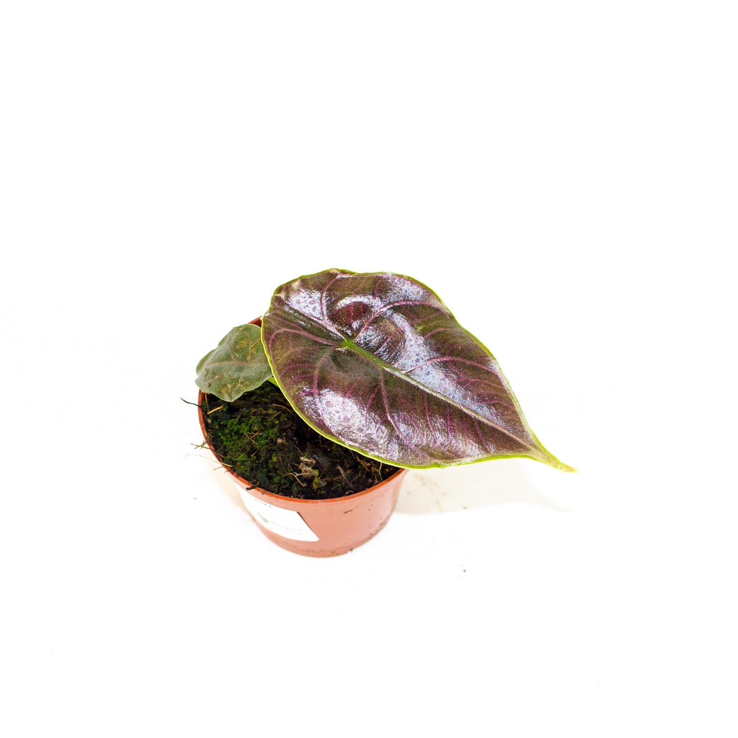Alocasia Azlanii 8cm H12cm