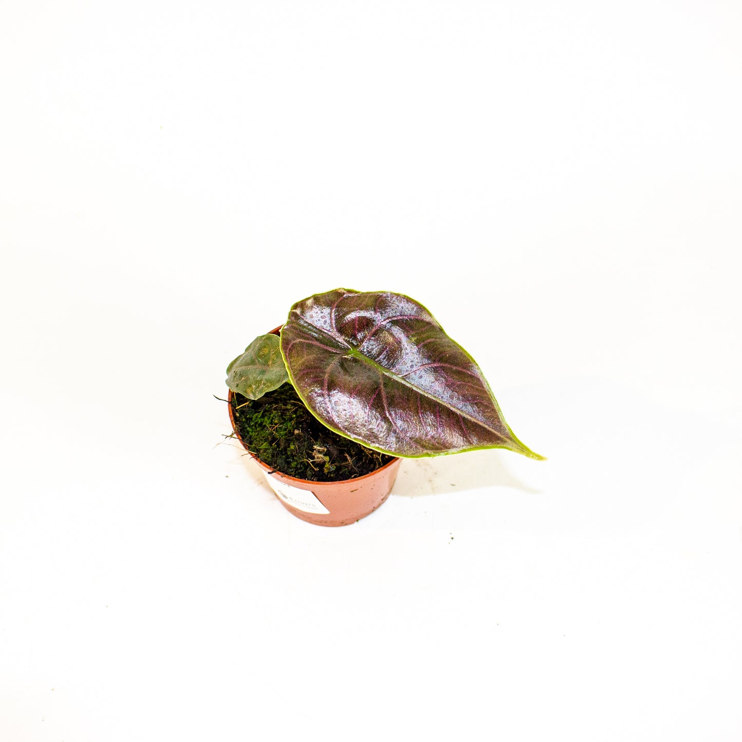 Alocasia Azlanii 8cm H12cm