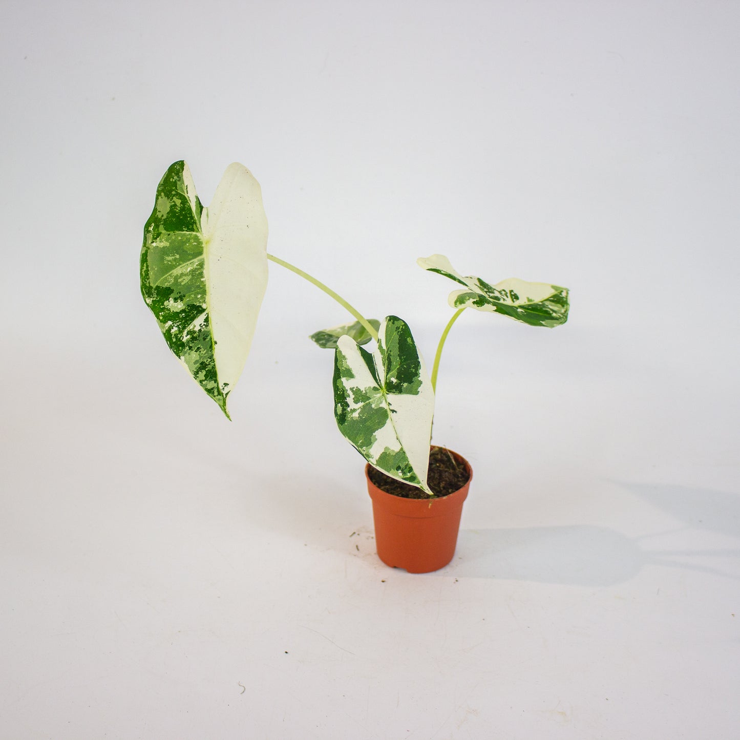 Alocasia Frydek Variegata 7cm H10cm