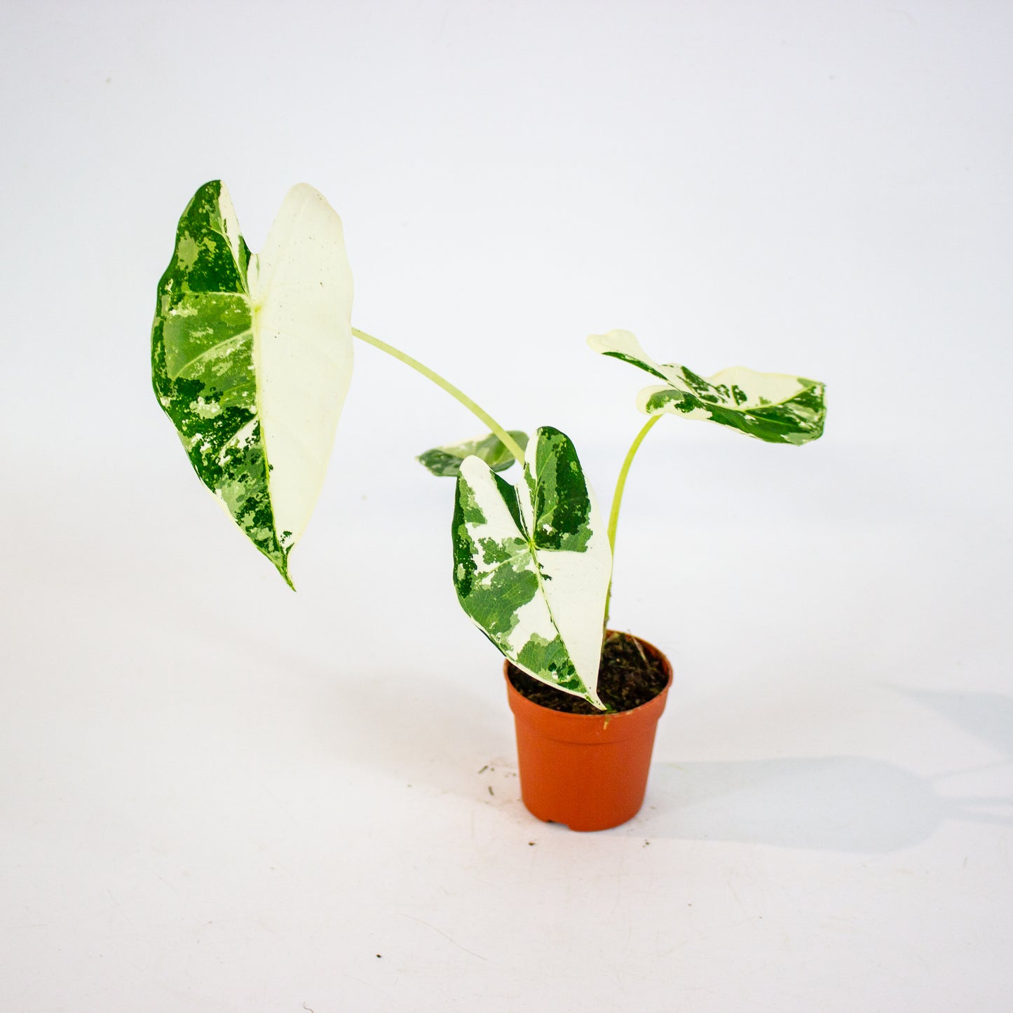 Alocasia Frydek Variegata 7cm H10cm