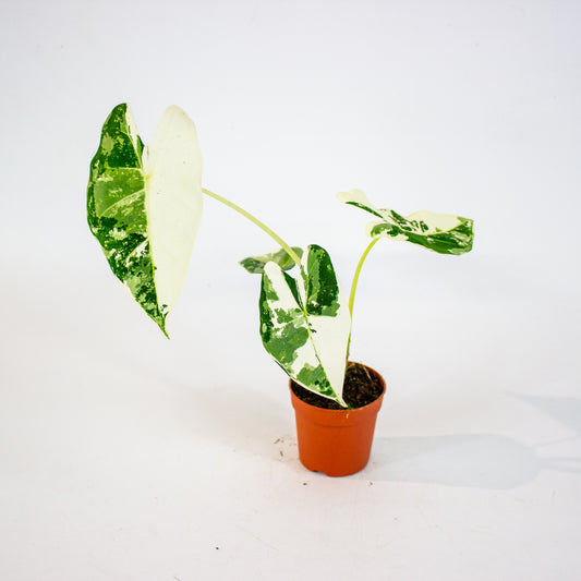 Alocasia micholitziana 'Frydek Variegata' 1