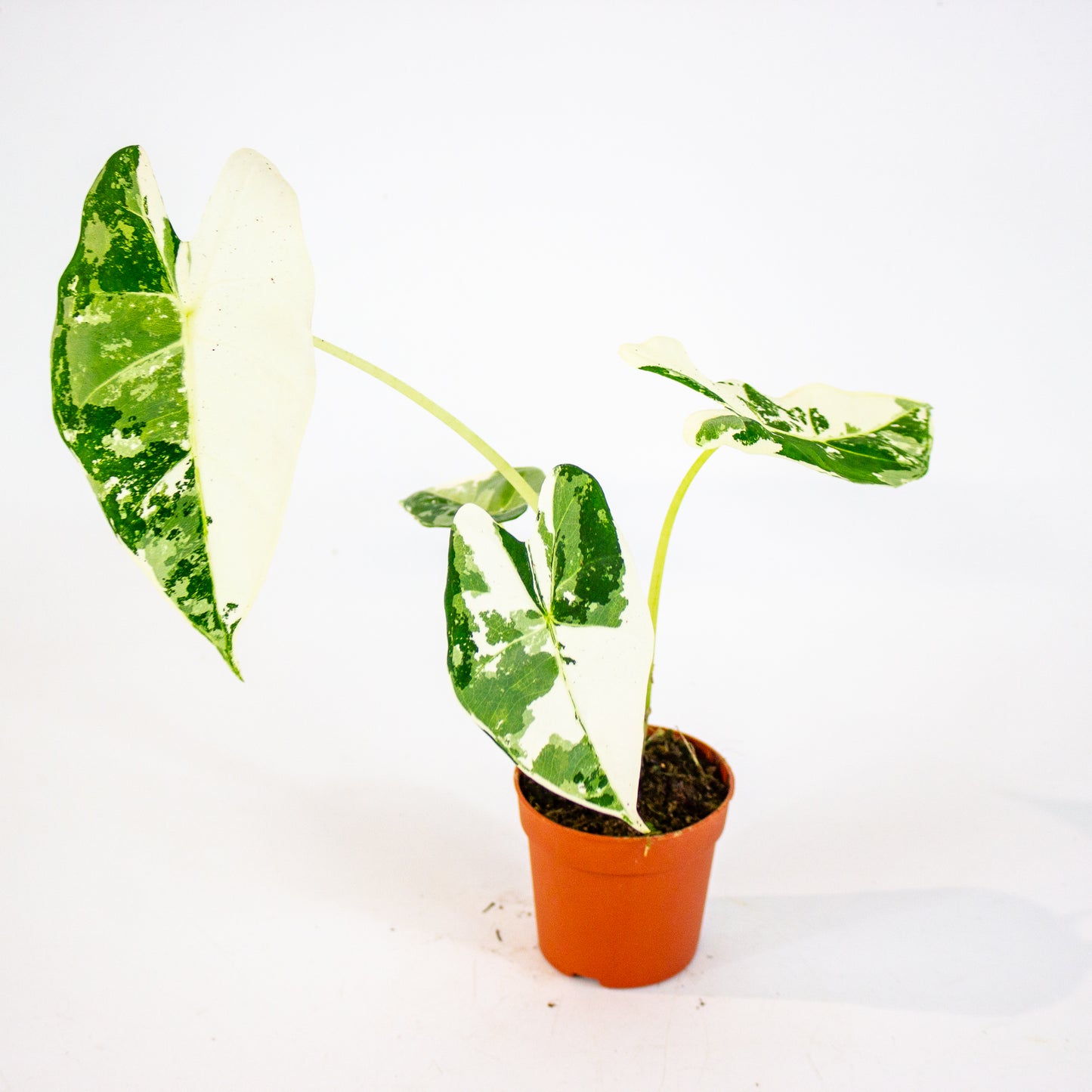 Alocasia Frydek Variegata 7cm H10cm