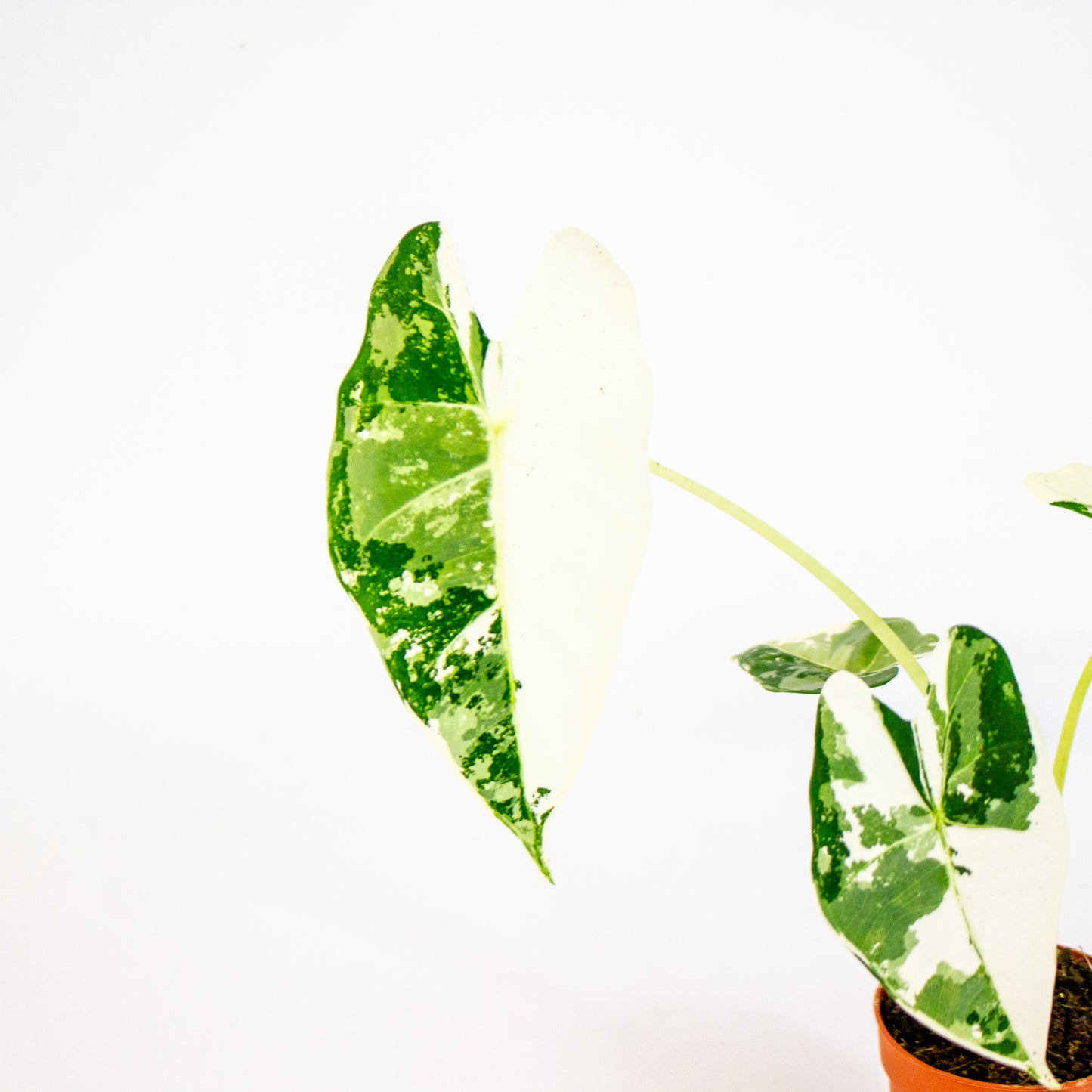 Alocasia Frydek Variegata 7cm H10cm