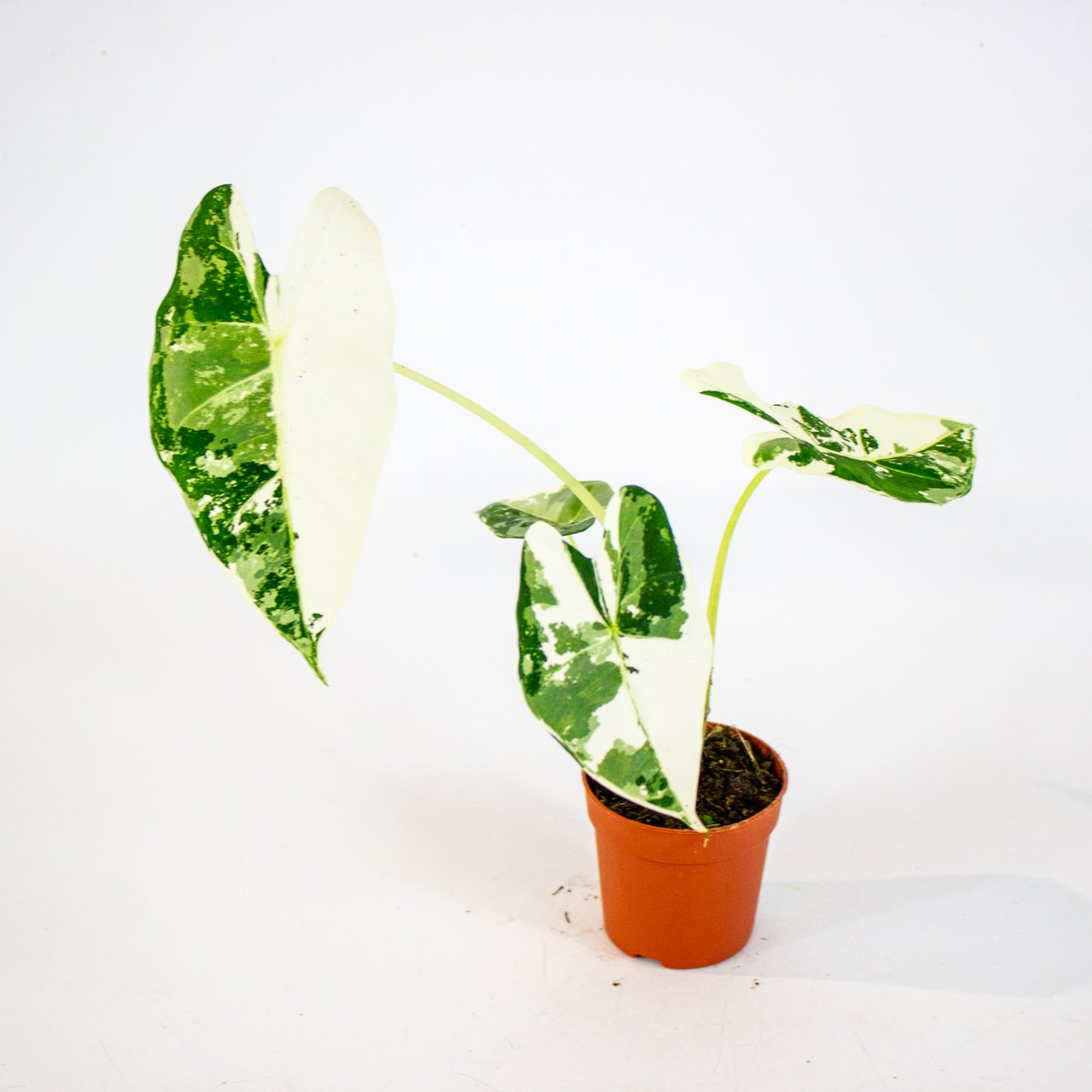 Alocasia Frydek Variegata 7cm H10cm