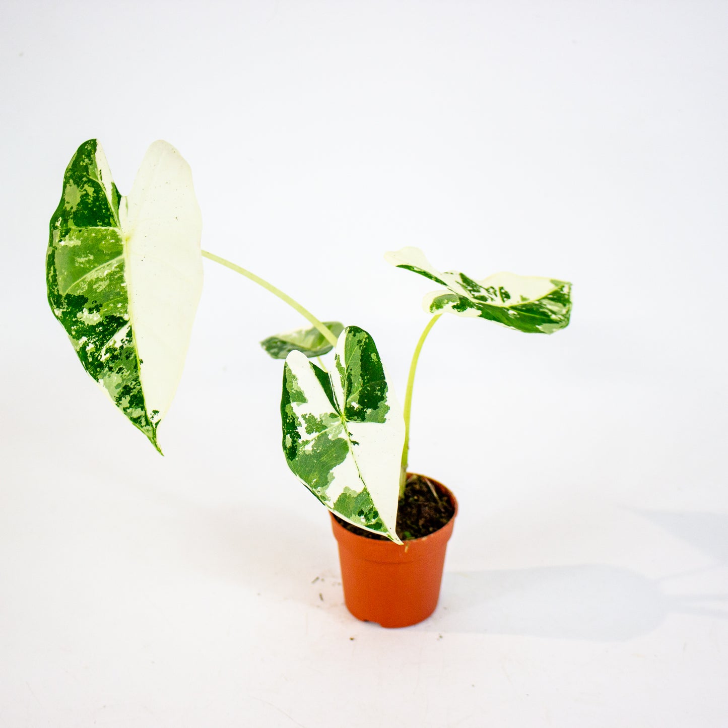 Alocasia Frydek Variegata 7cm H10cm