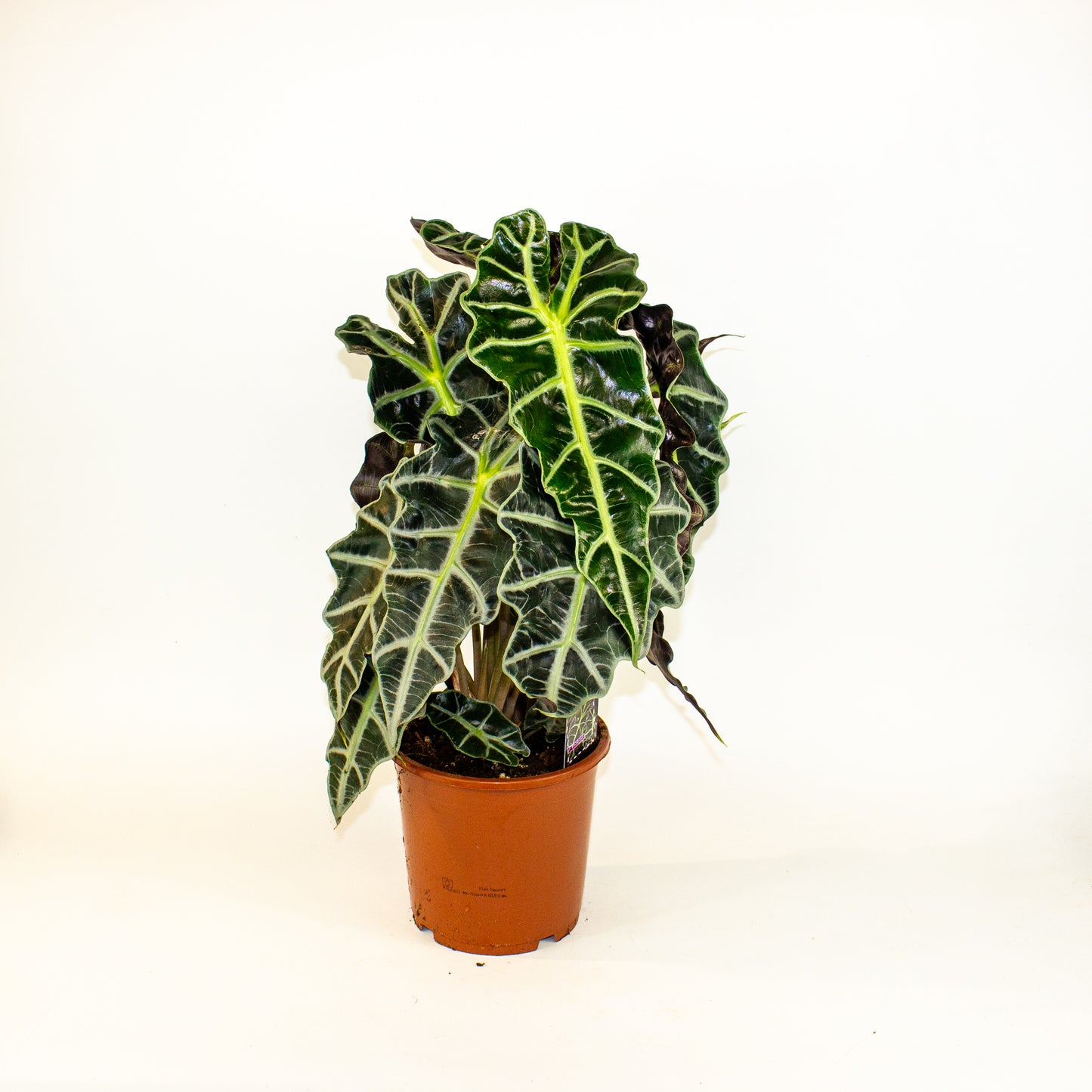 Alocasia Polly 17cm H50cm