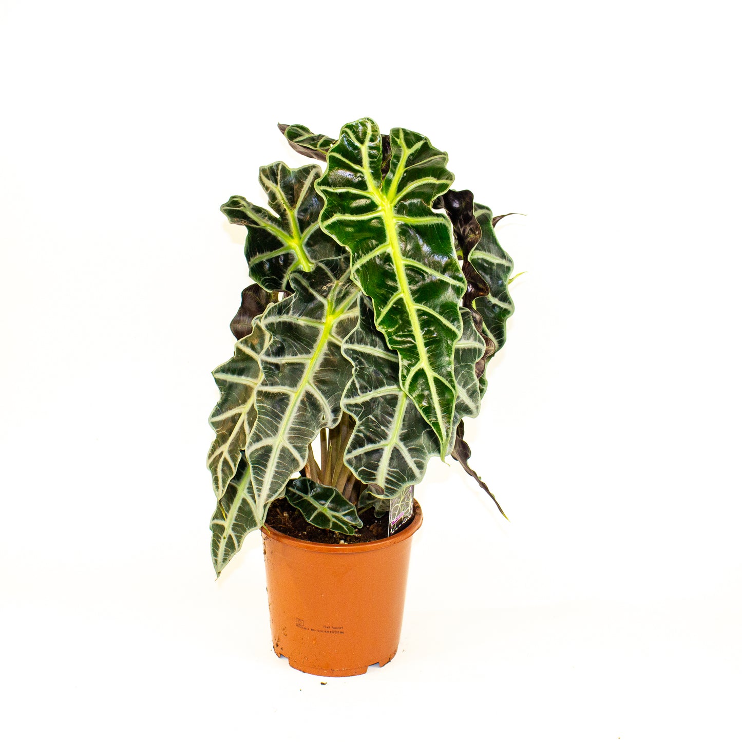 Alocasia Polly 17cm H50cm