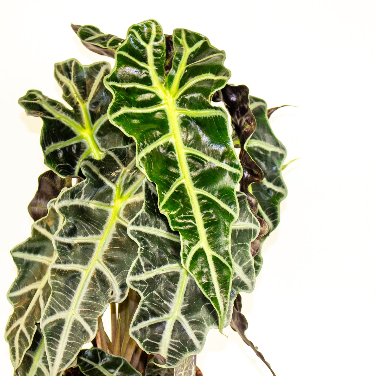 Alocasia Polly 17cm H50cm