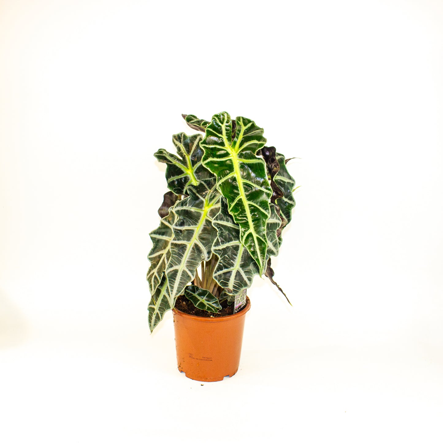 Alocasia Polly 17cm H50cm