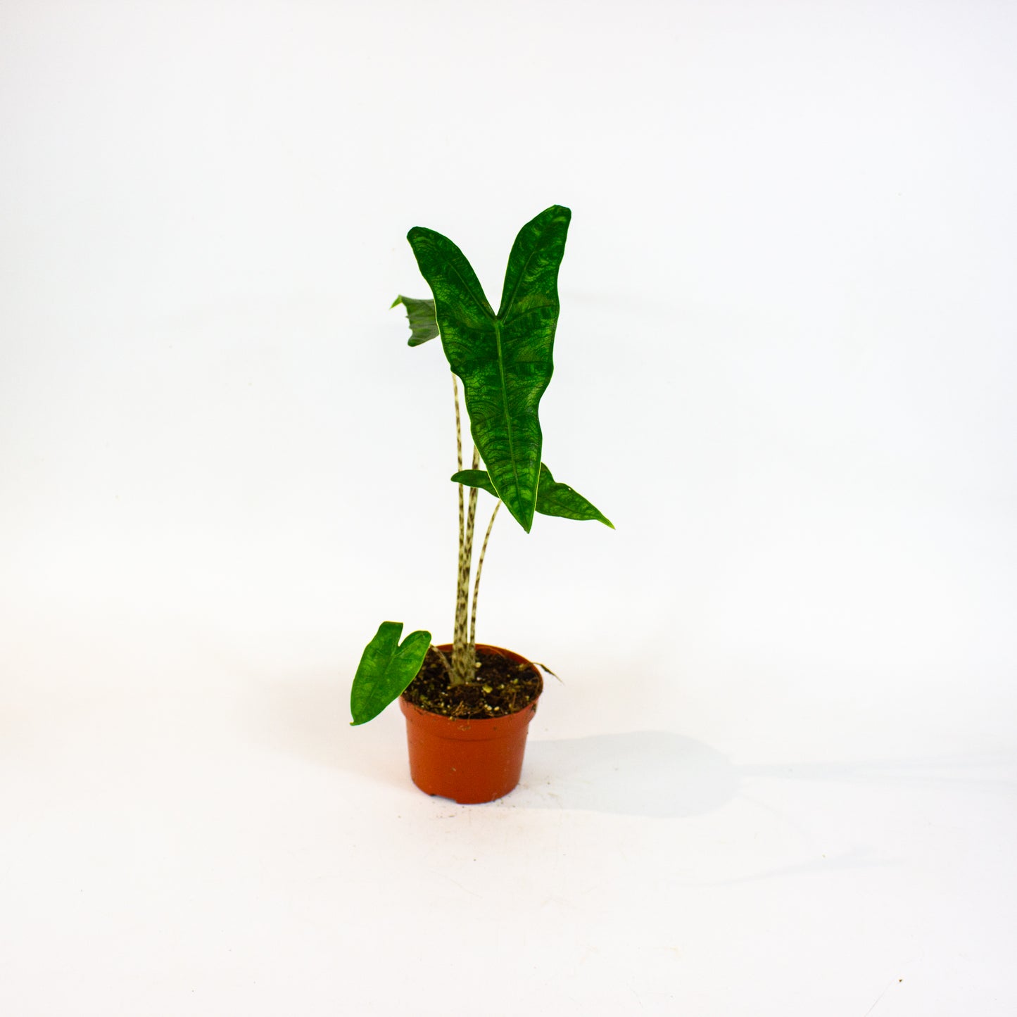 Alocasia Reticulata 10.5cm H15cm
