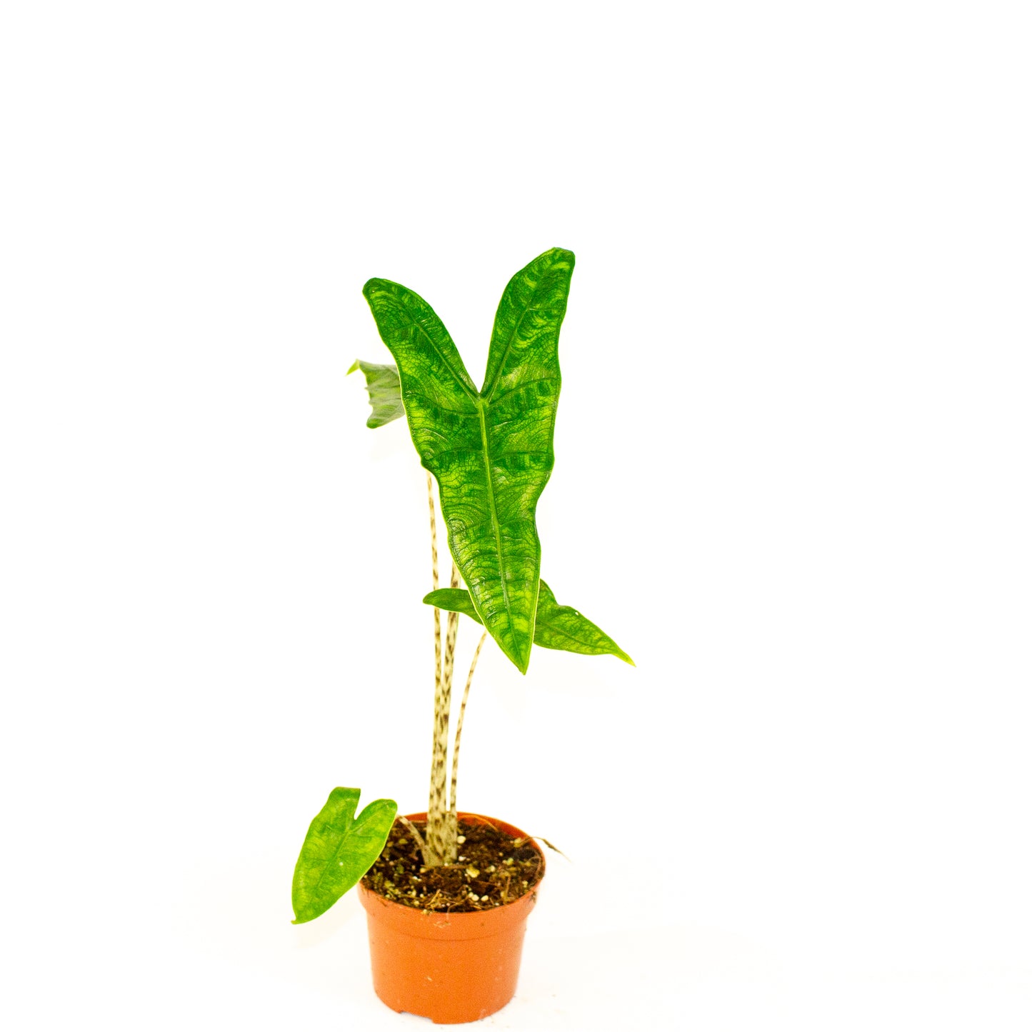 Alocasia Reticulata 10.5cm H15cm