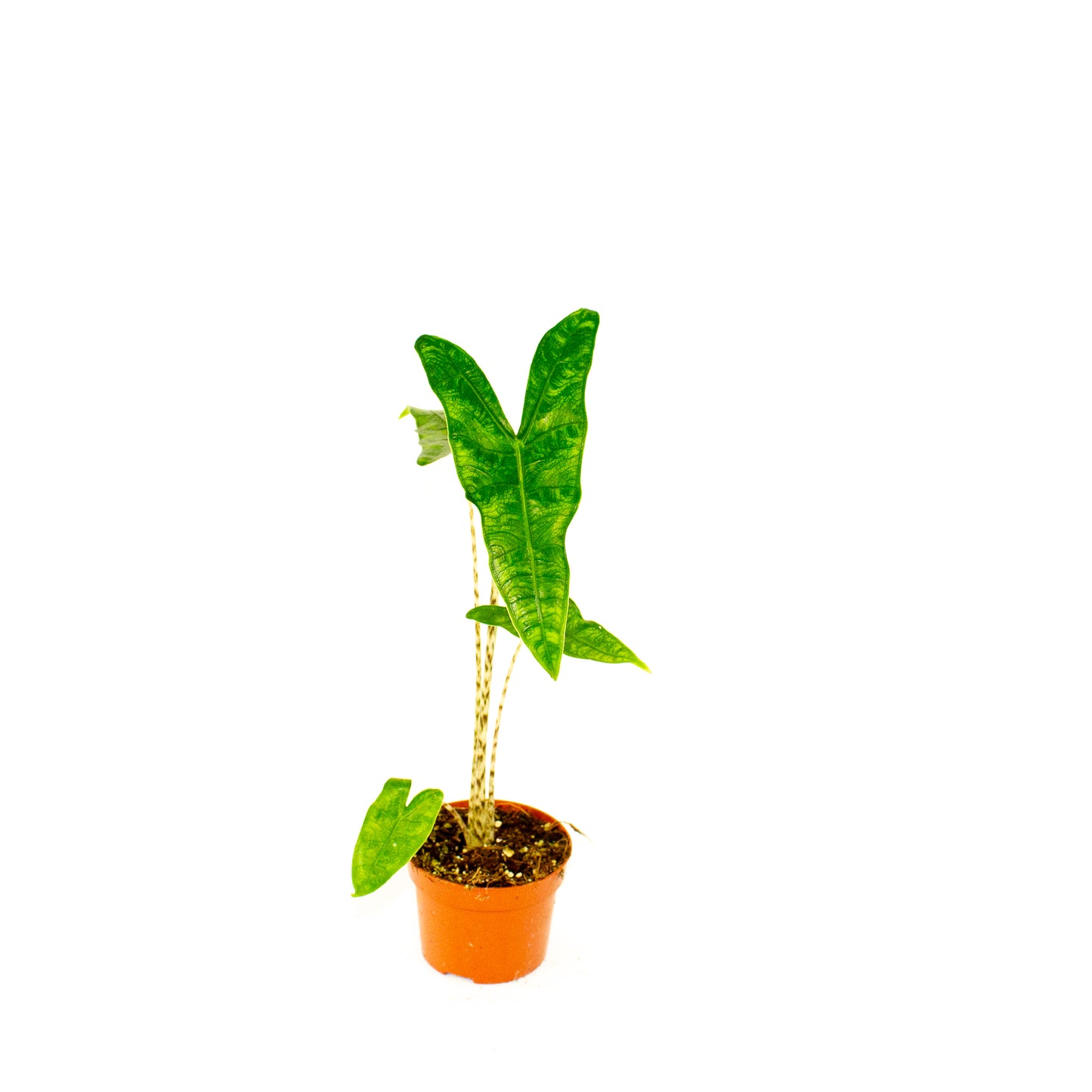 Alocasia Reticulata 10.5cm H15cm