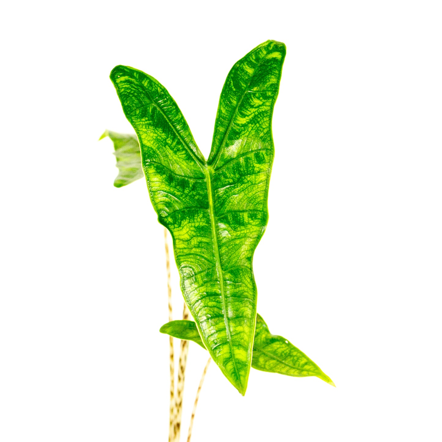 Alocasia Reticulata 10.5cm H15cm