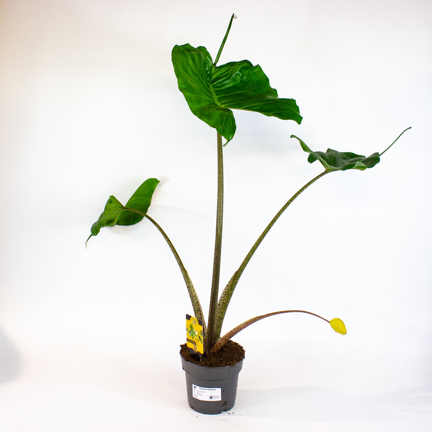 Alocasia Stingray 14cm H55cm
