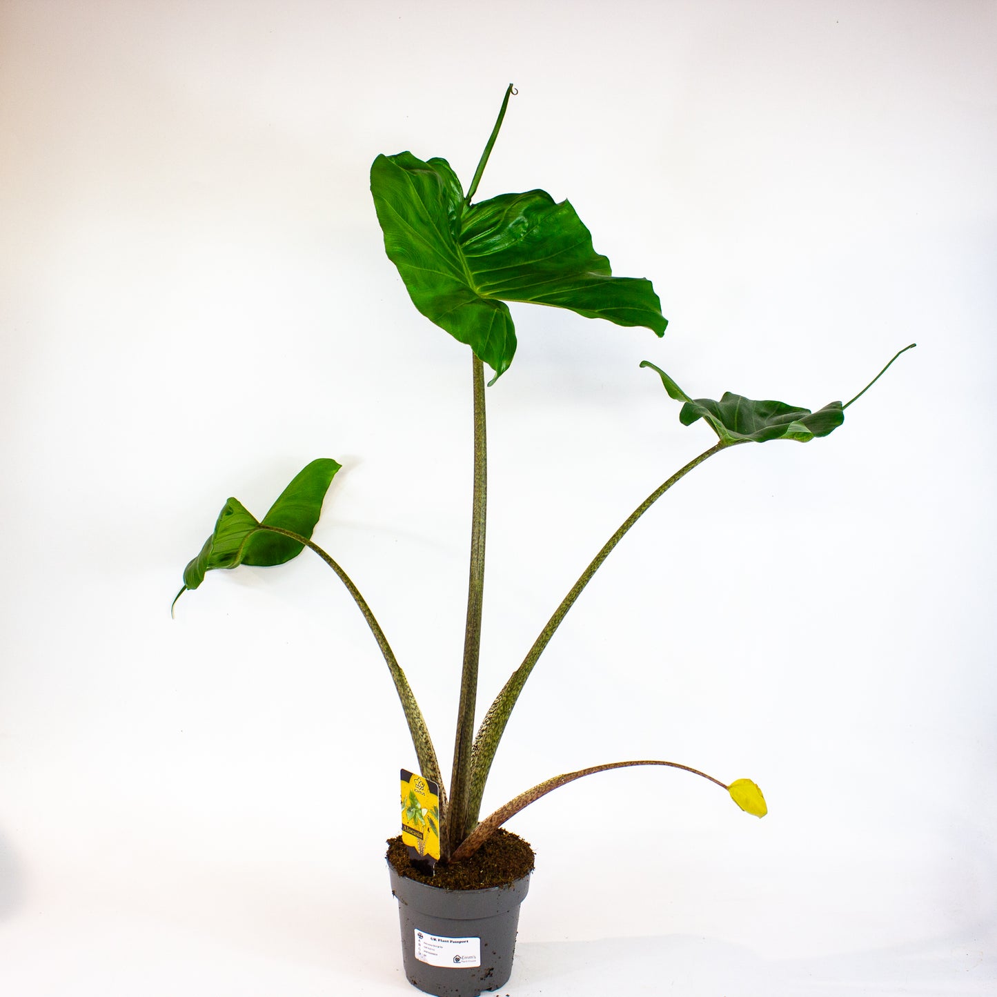 Alocasia Stingray 14cm H55cm