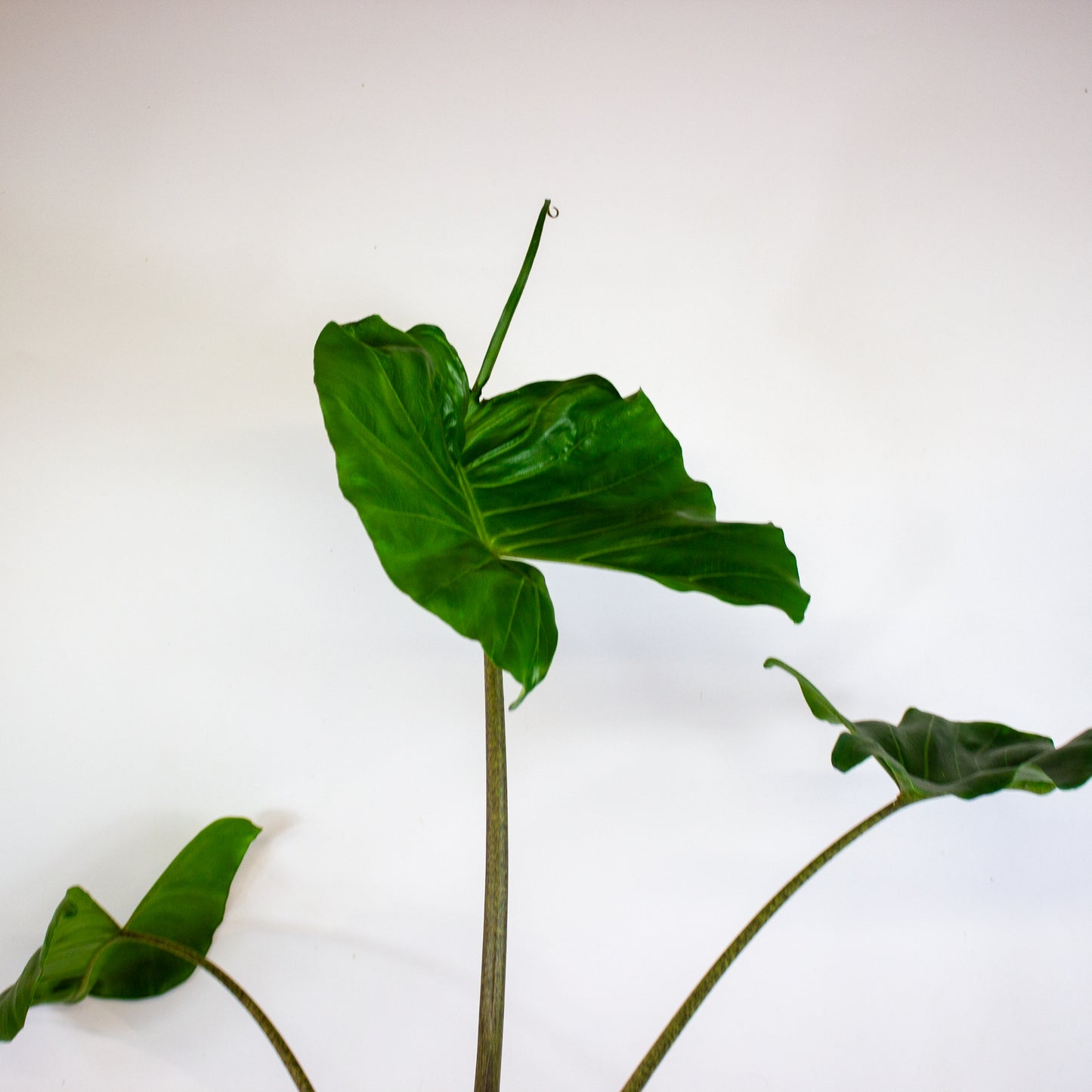 Alocasia Stingray 14cm H55cm