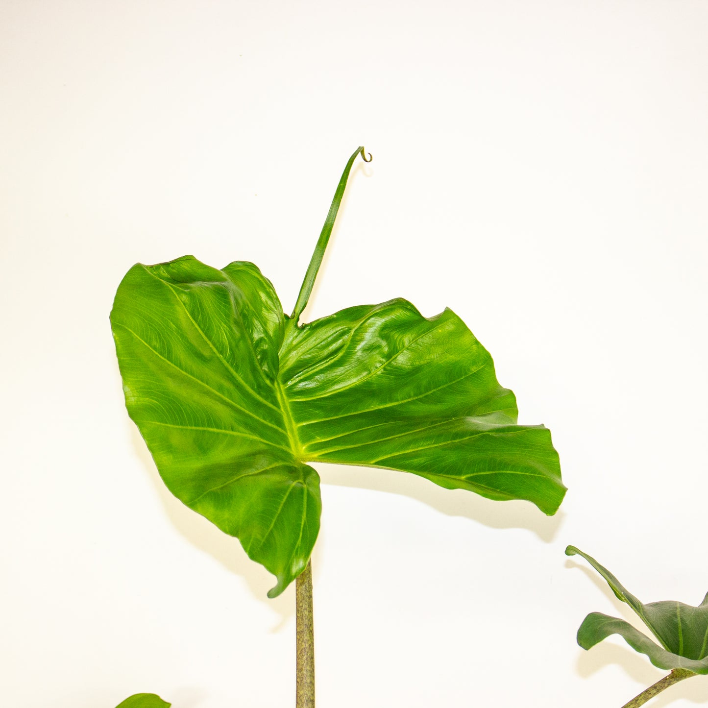 Alocasia Stingray 14cm H55cm