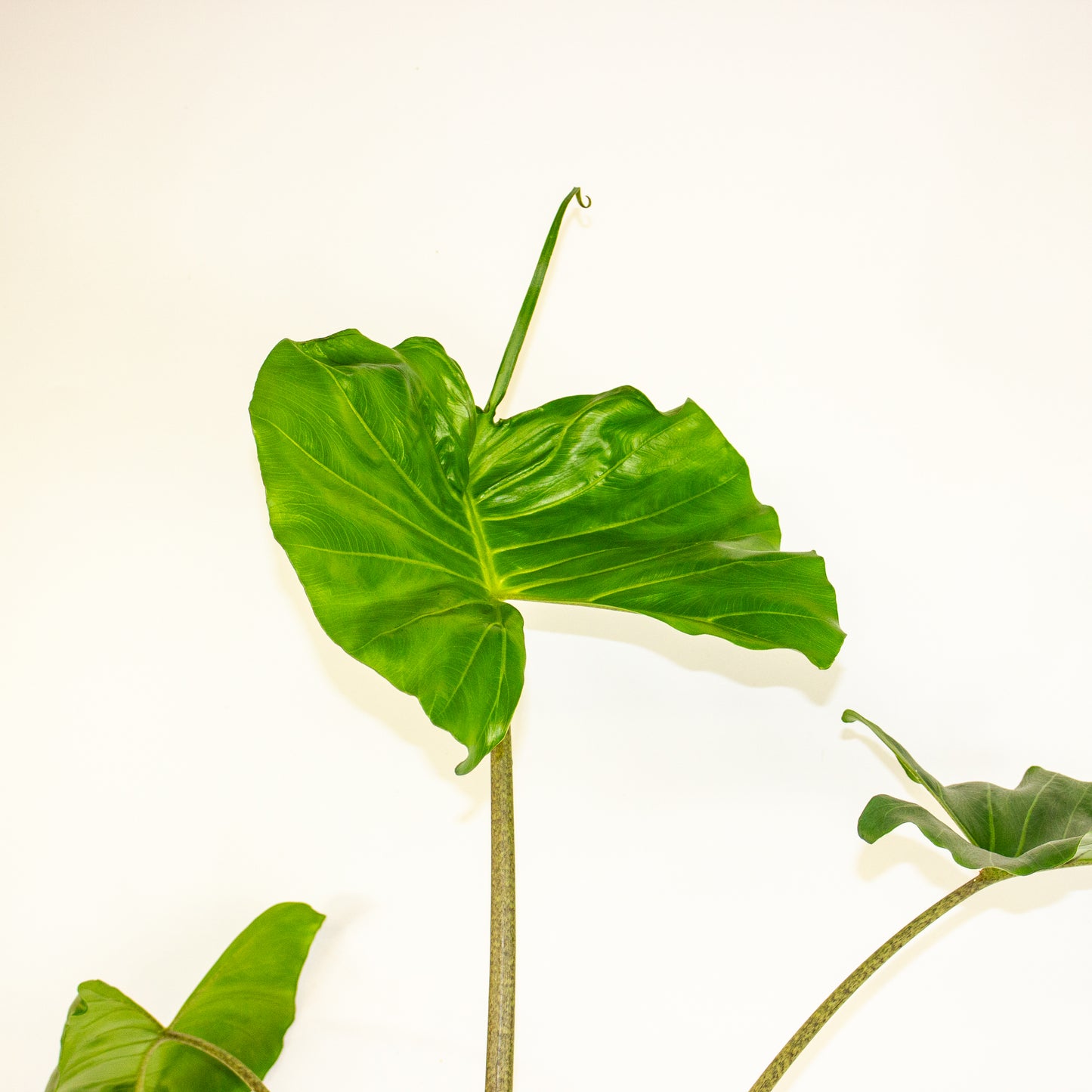 Alocasia Stingray 14cm H55cm