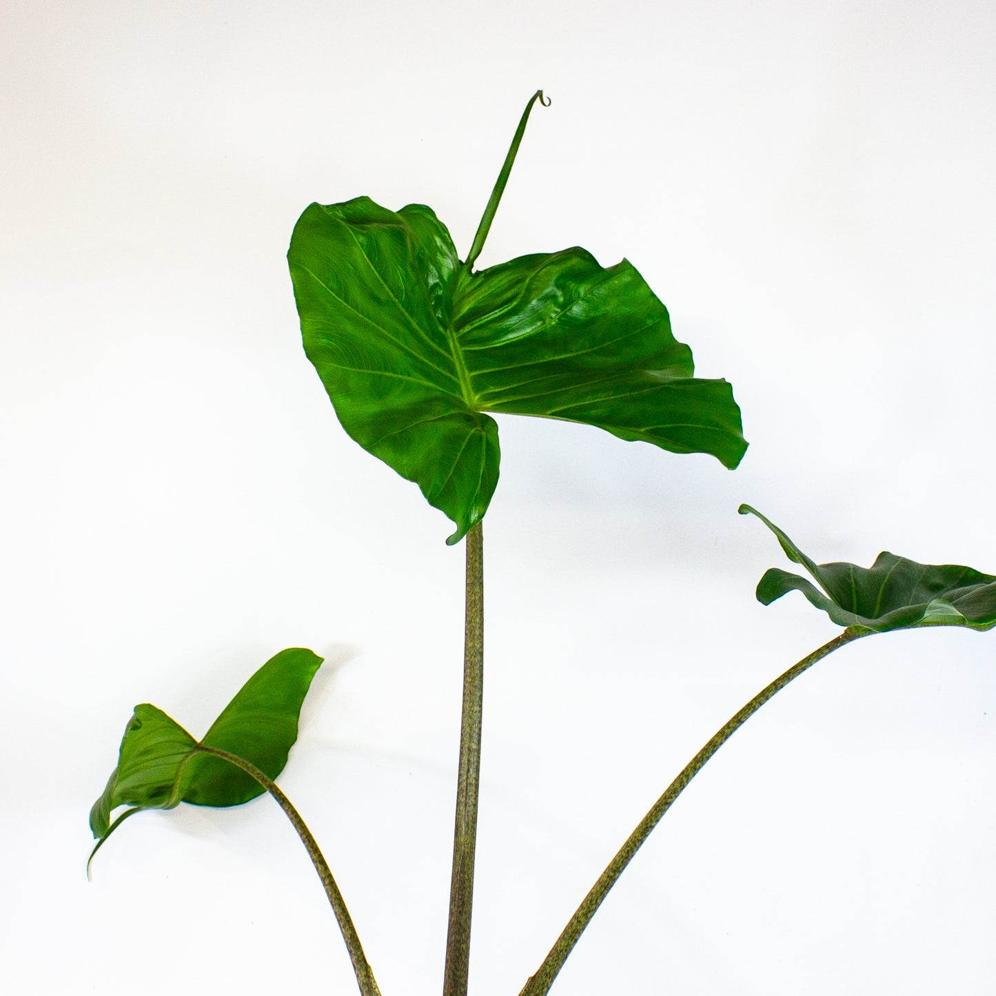 Alocasia Stingray 14cm H55cm