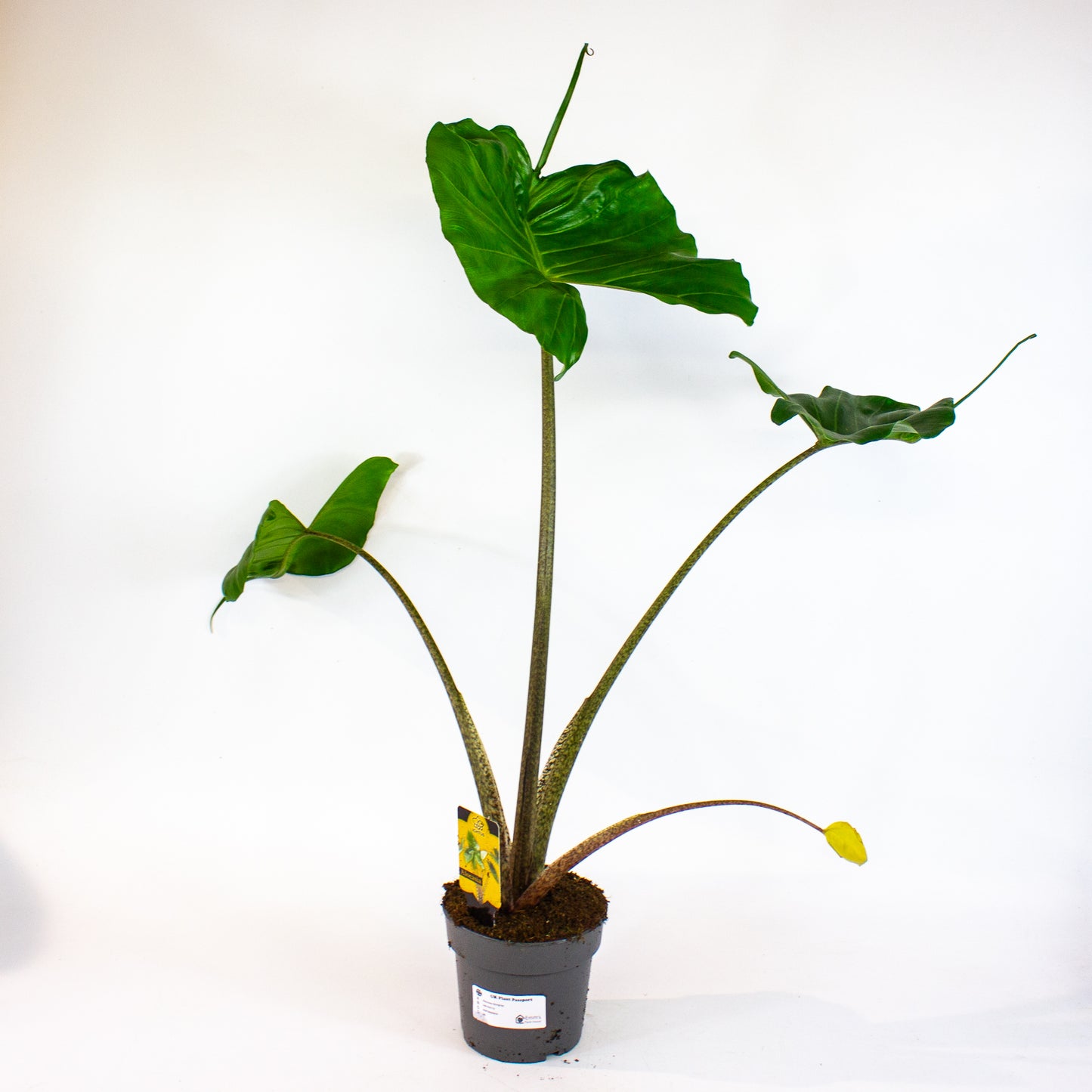 Alocasia Stingray 14cm H55cm
