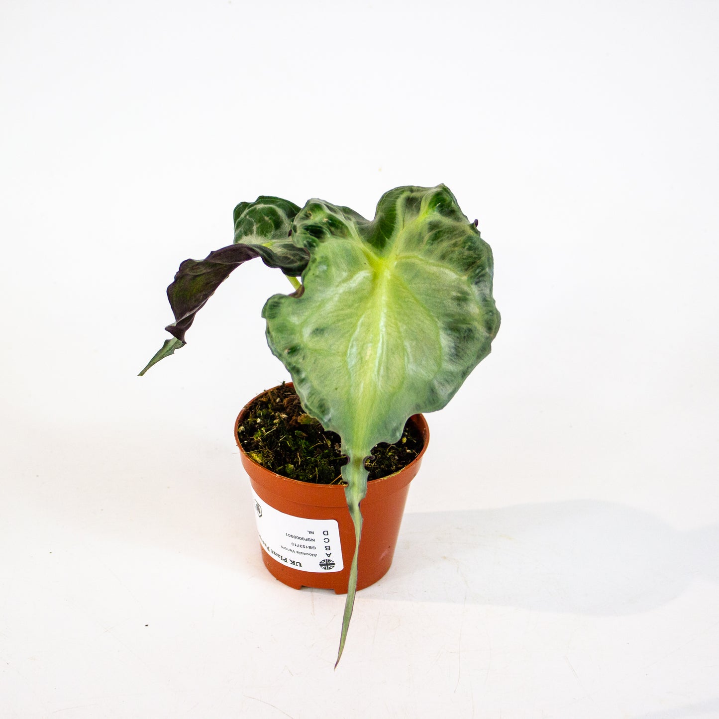 Alocasia Venom 8cm H12cm